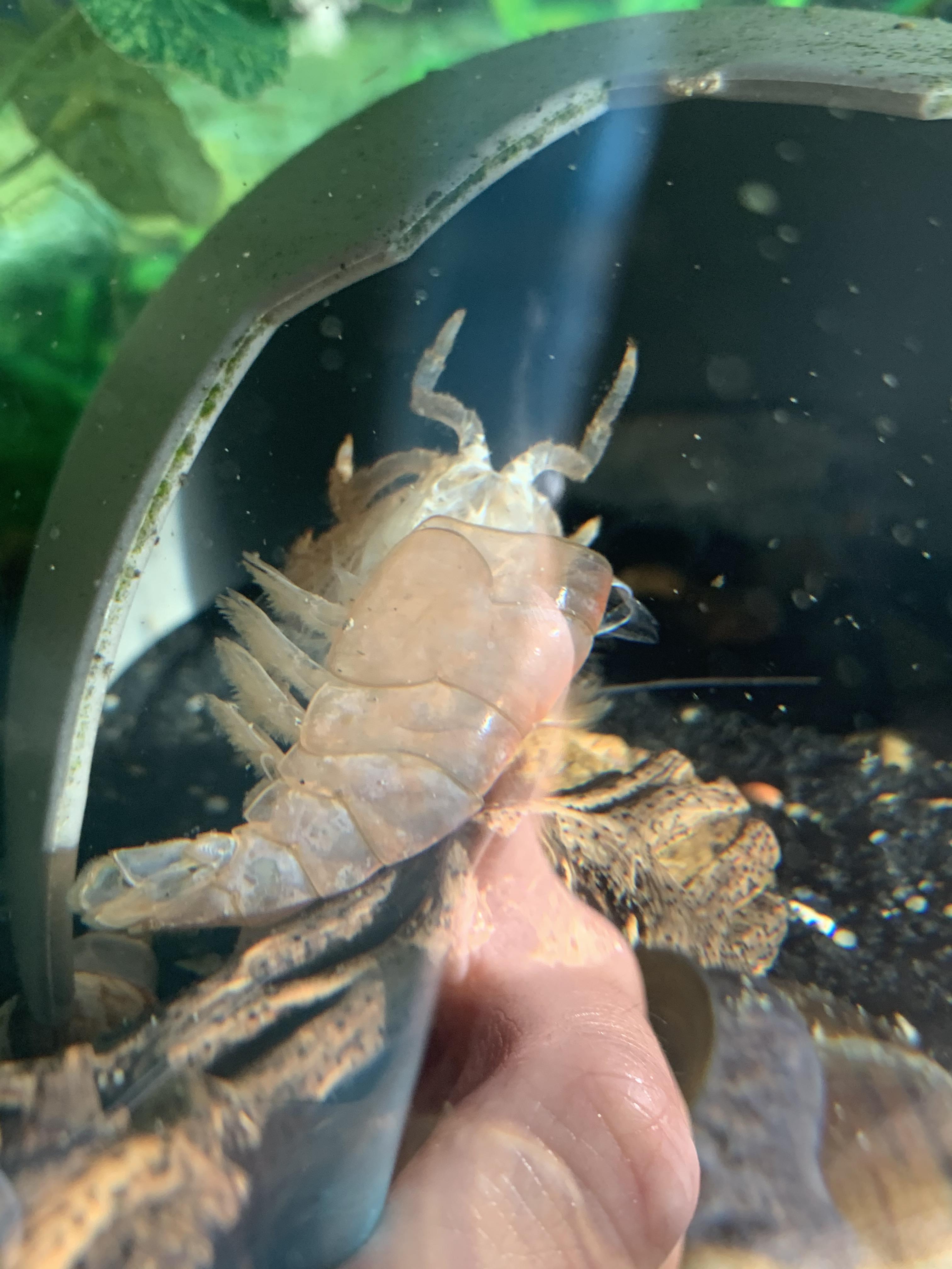 A successful molt of my vampire shrimp! shrimptank