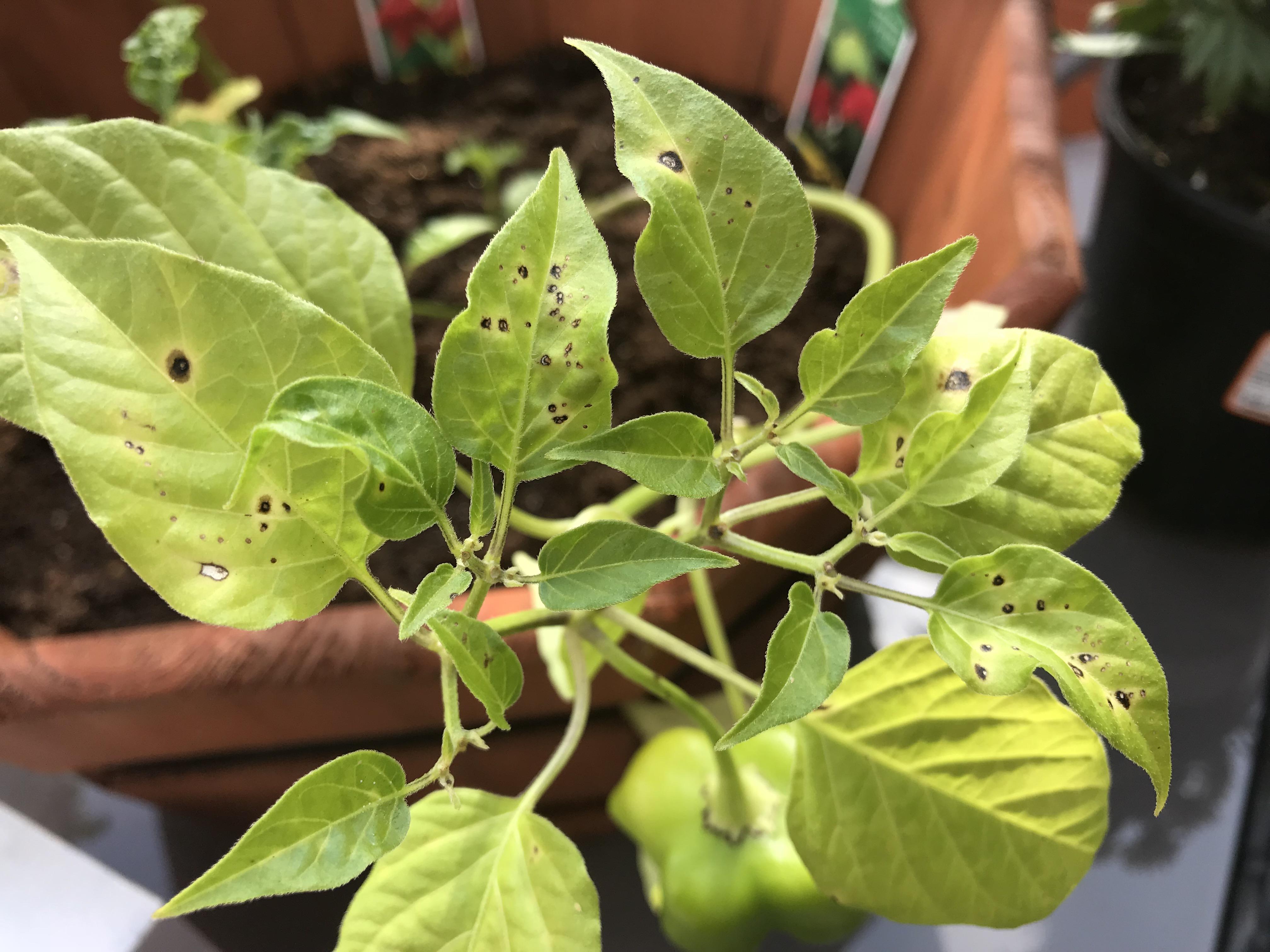Anyone know what the black spots are on my pepper plant and how to get
