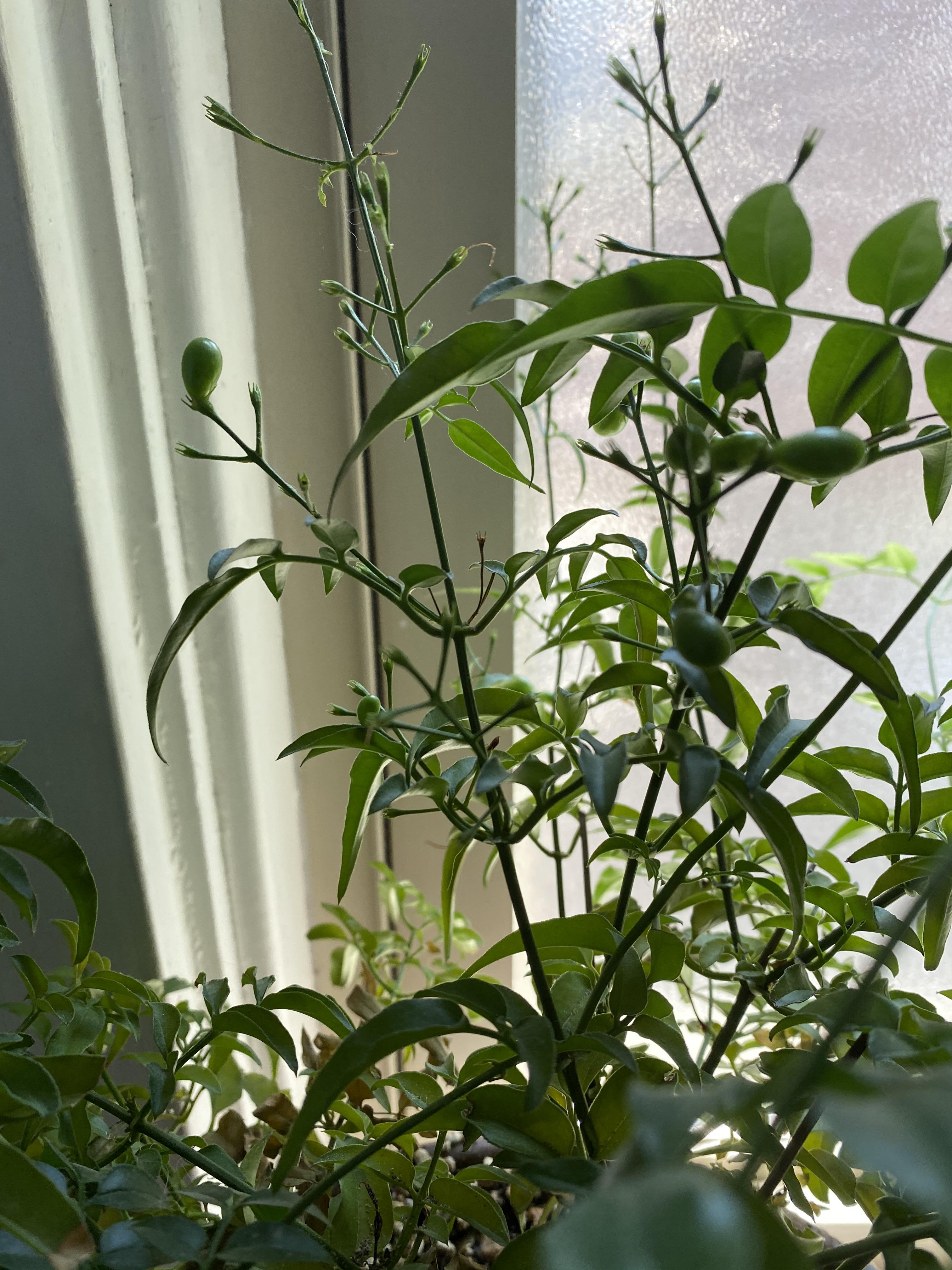 Do Jasmine Plants Have Seeds at Douglas Calvert blog