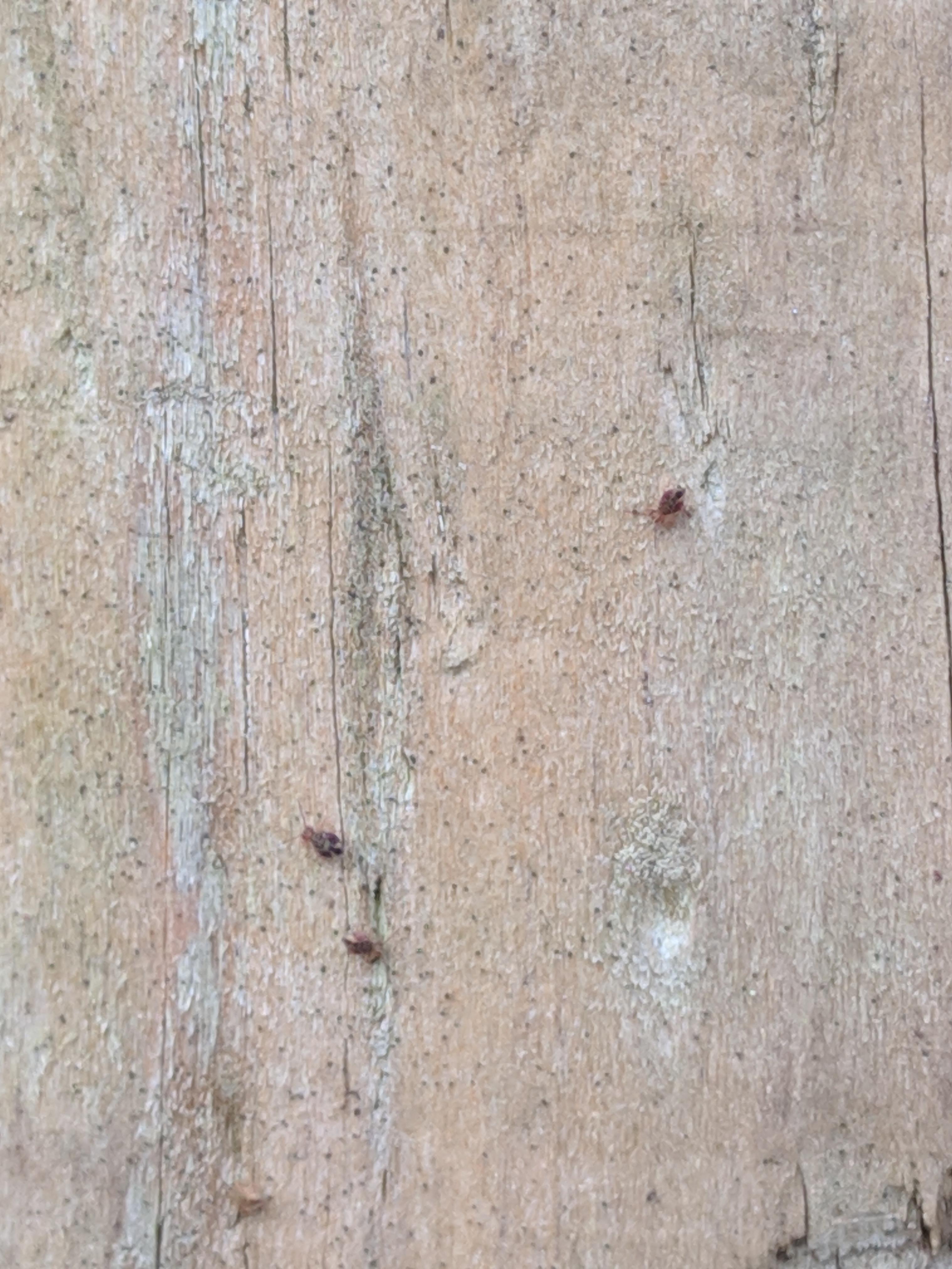 Found these bugs all over on my wooden fence in Long Island, NY r