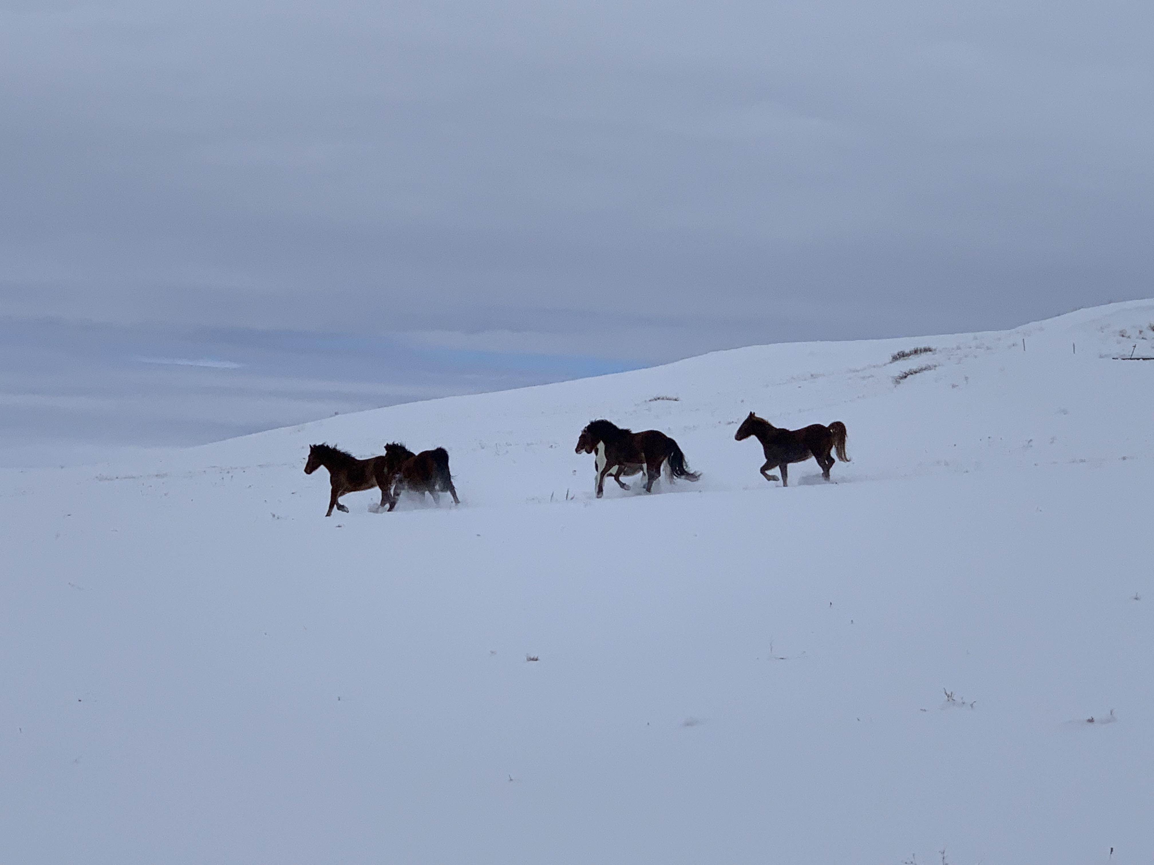 A group of horses at Little Big Horn Battlefield National Monument