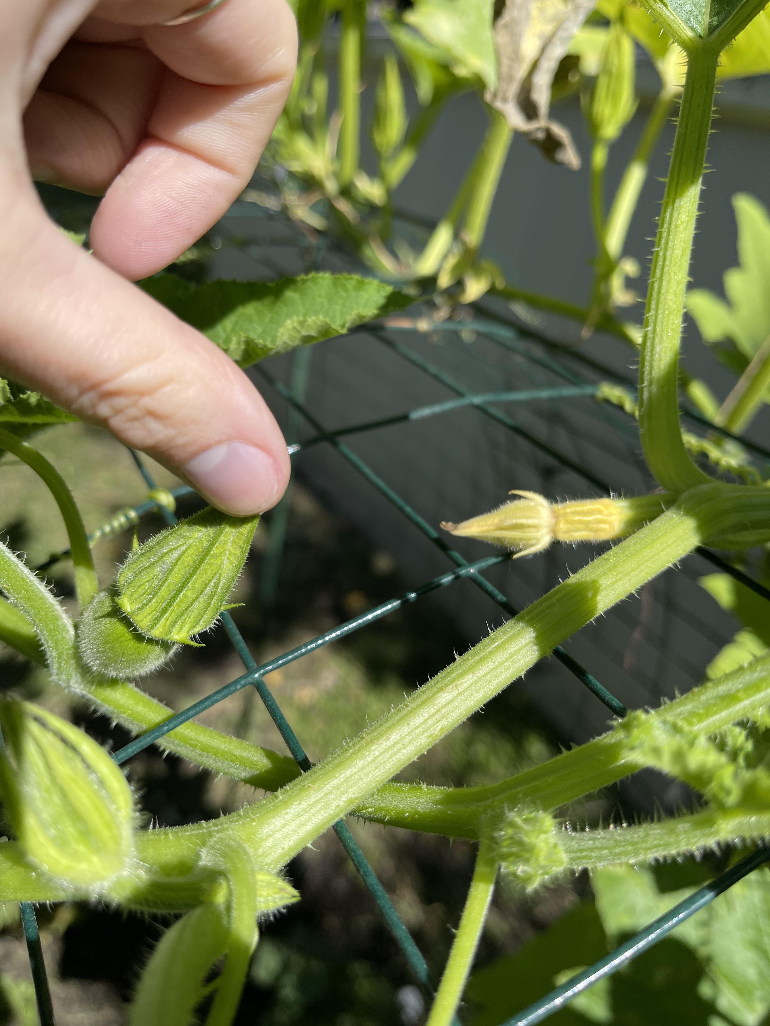 My pumpkins producing female flowers that never bloom and then die