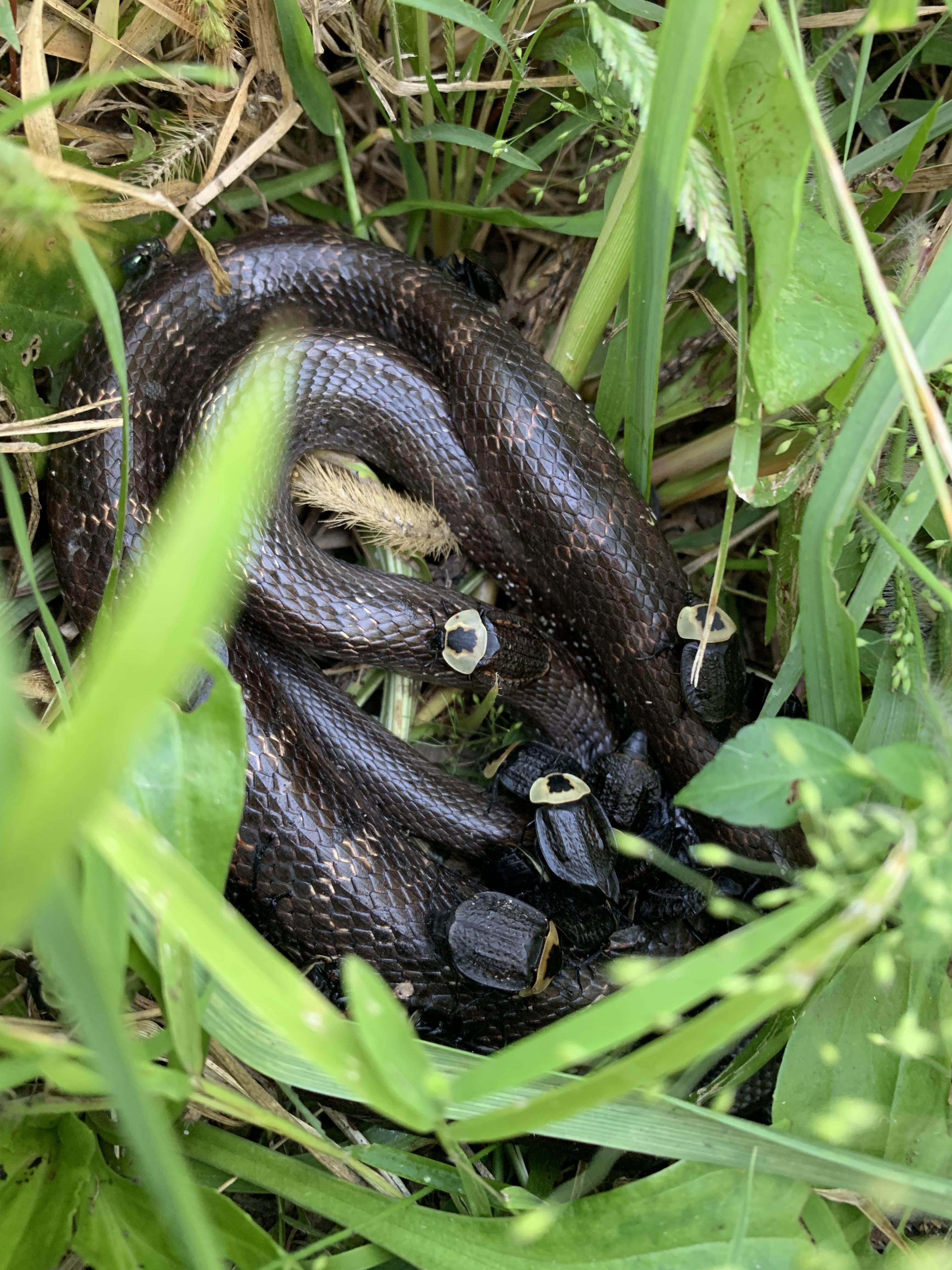 Beetles eating a dead snake. South Central Pennsylvania r/whatsthisbug