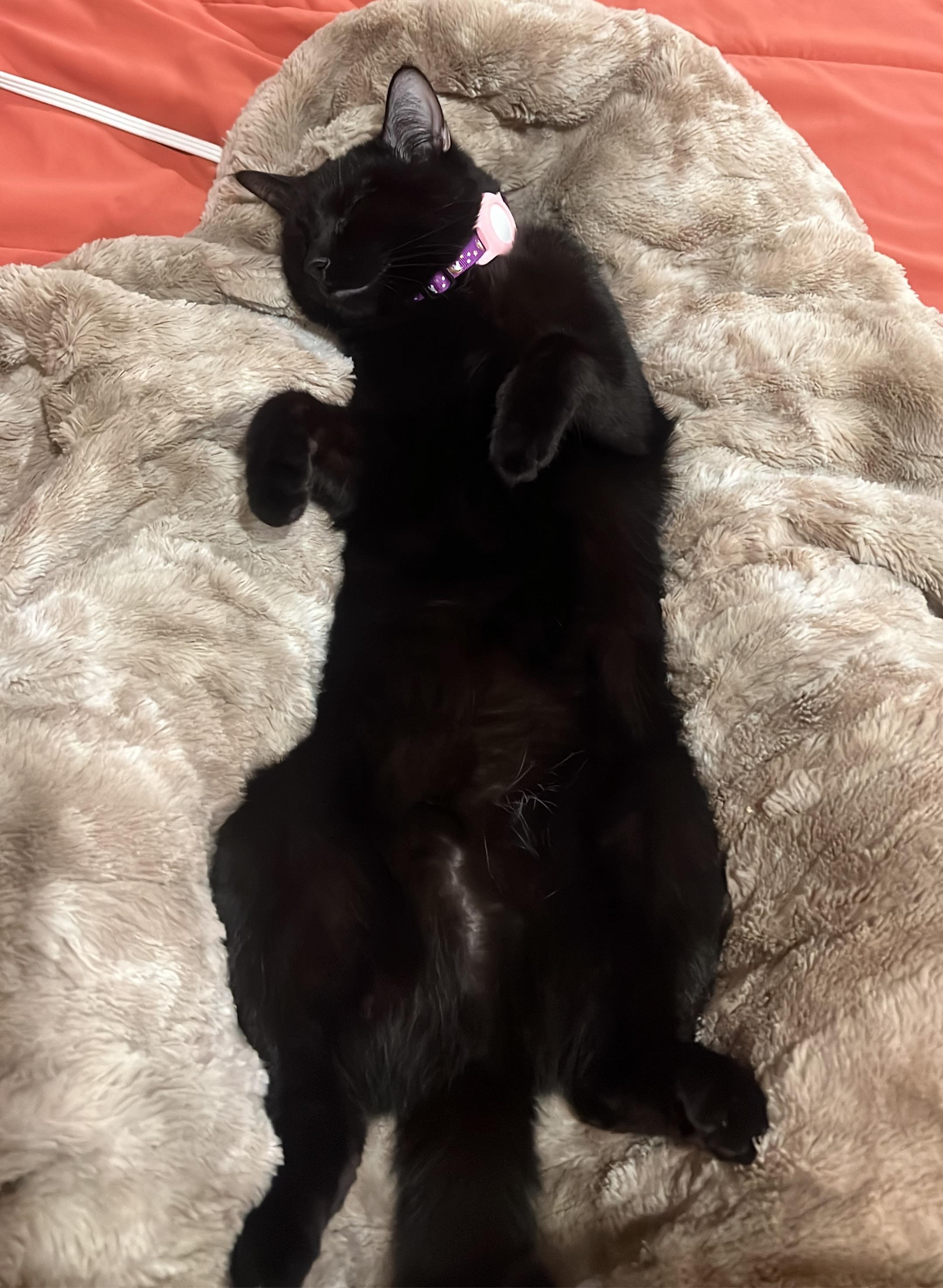 Are pet house candles safe for cats with asthma? r/cats