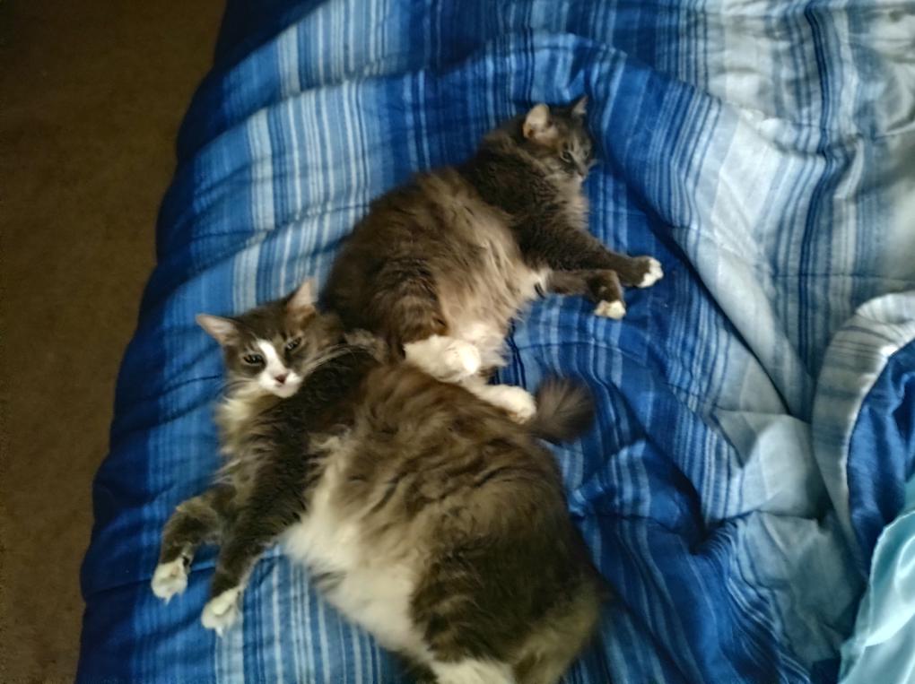 These sweet litter mates turned 12 today. r/cats