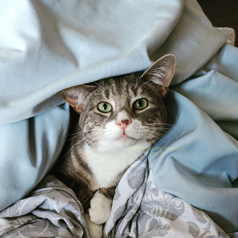 Merlin Cat likes to snuggle under dirty sheets. Laundry day is his