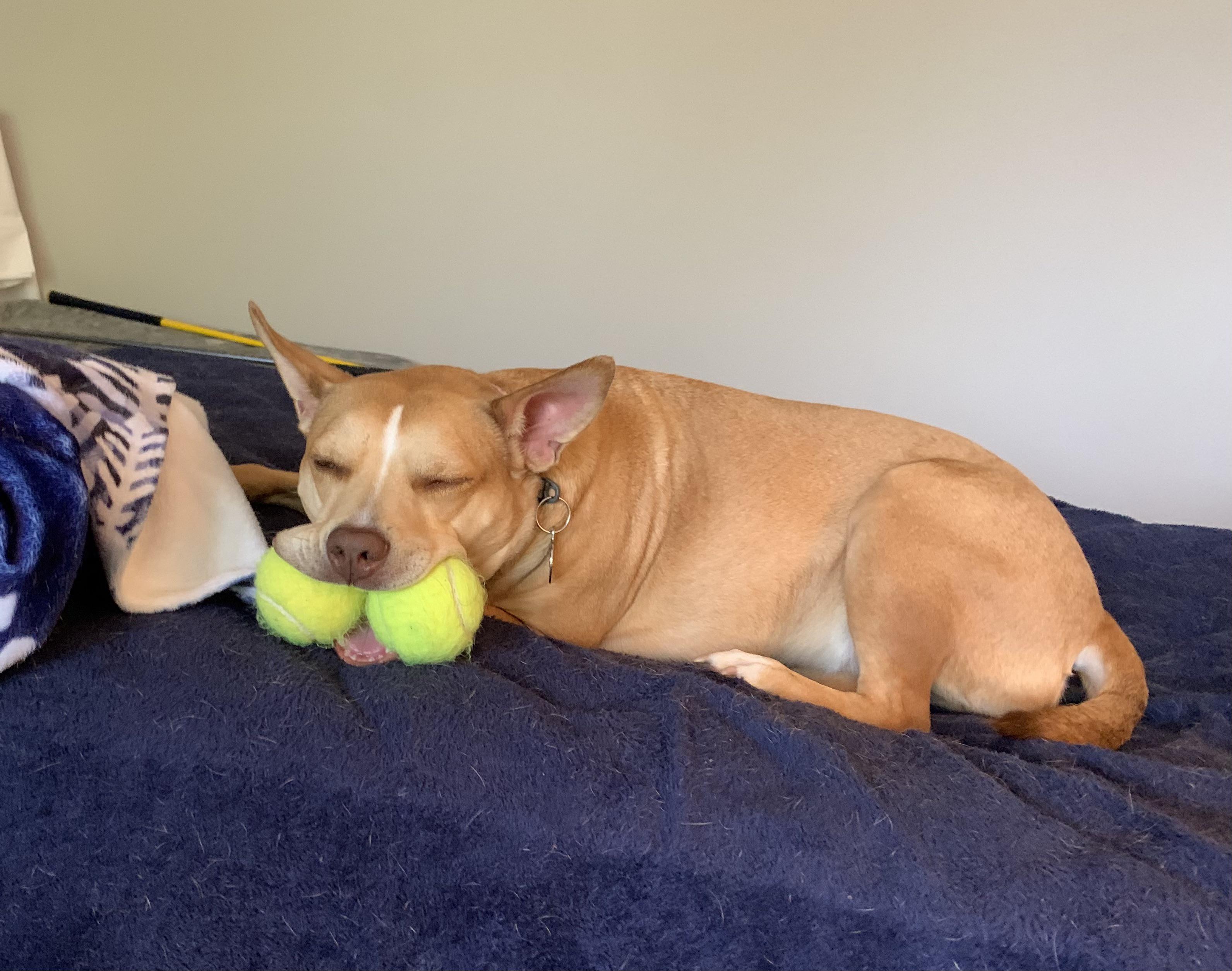 When you like tennis balls so much you fall asleep with them WhatsWrongWithYourDog