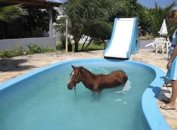 When you slide your horse into the pool r/WTF