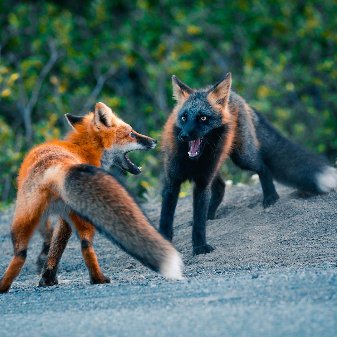 🔥 captured this of red fox and cross fox playing fight r