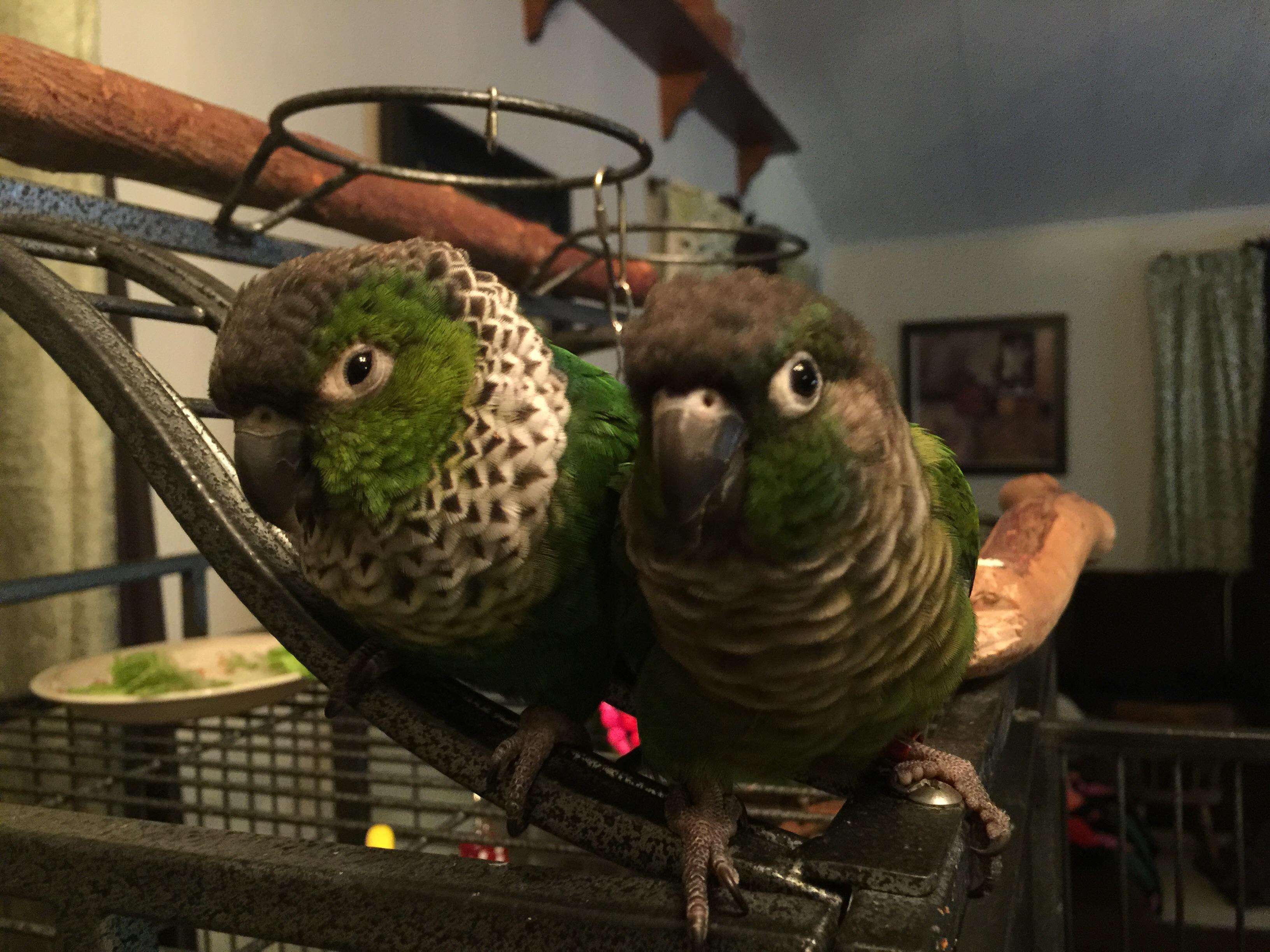 My black capped conure Aster is approx 3 1/2 years old. My fiancé a & I