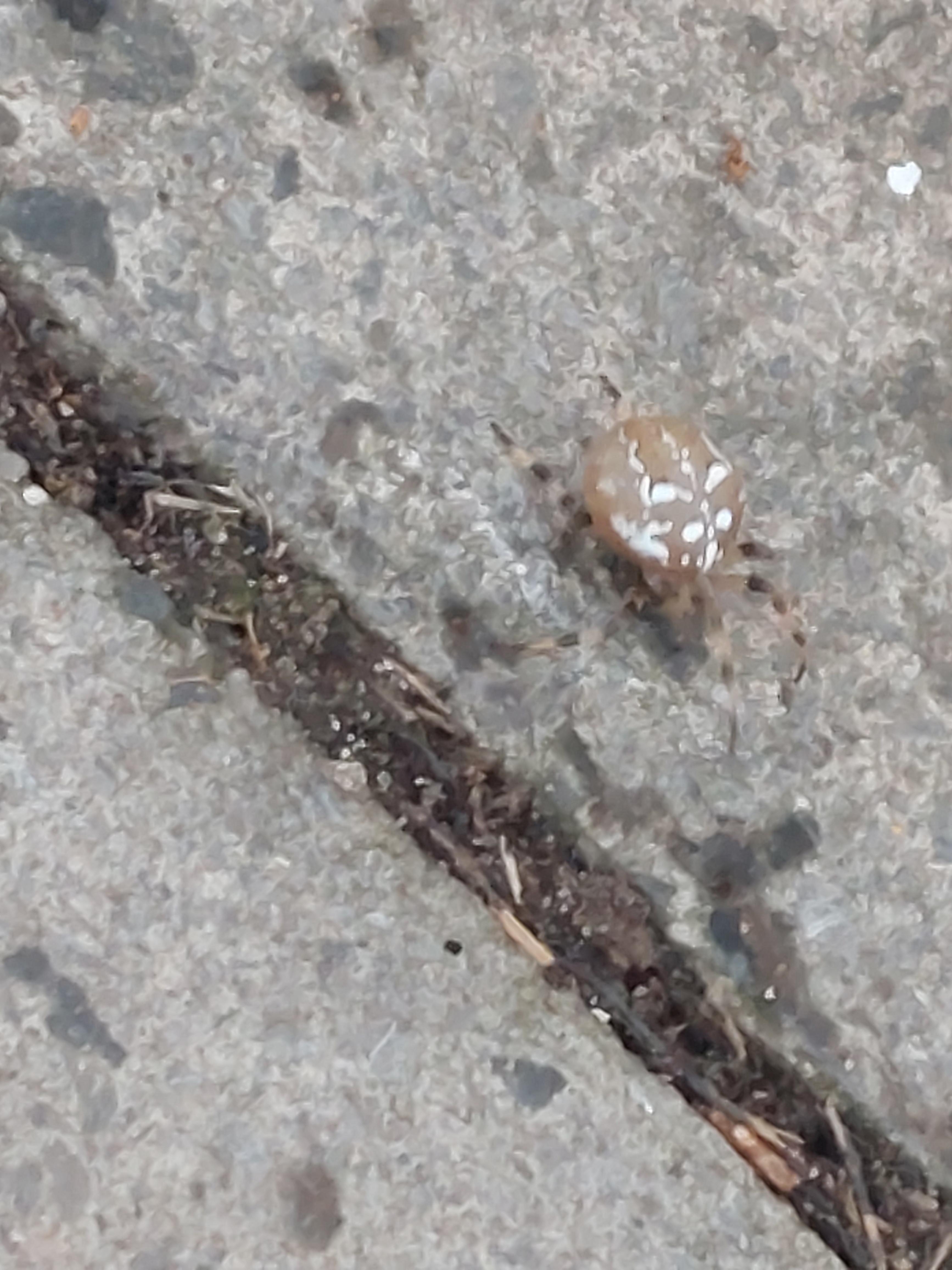 can anyone tell me what this spider is crawling on my mate r/spiders