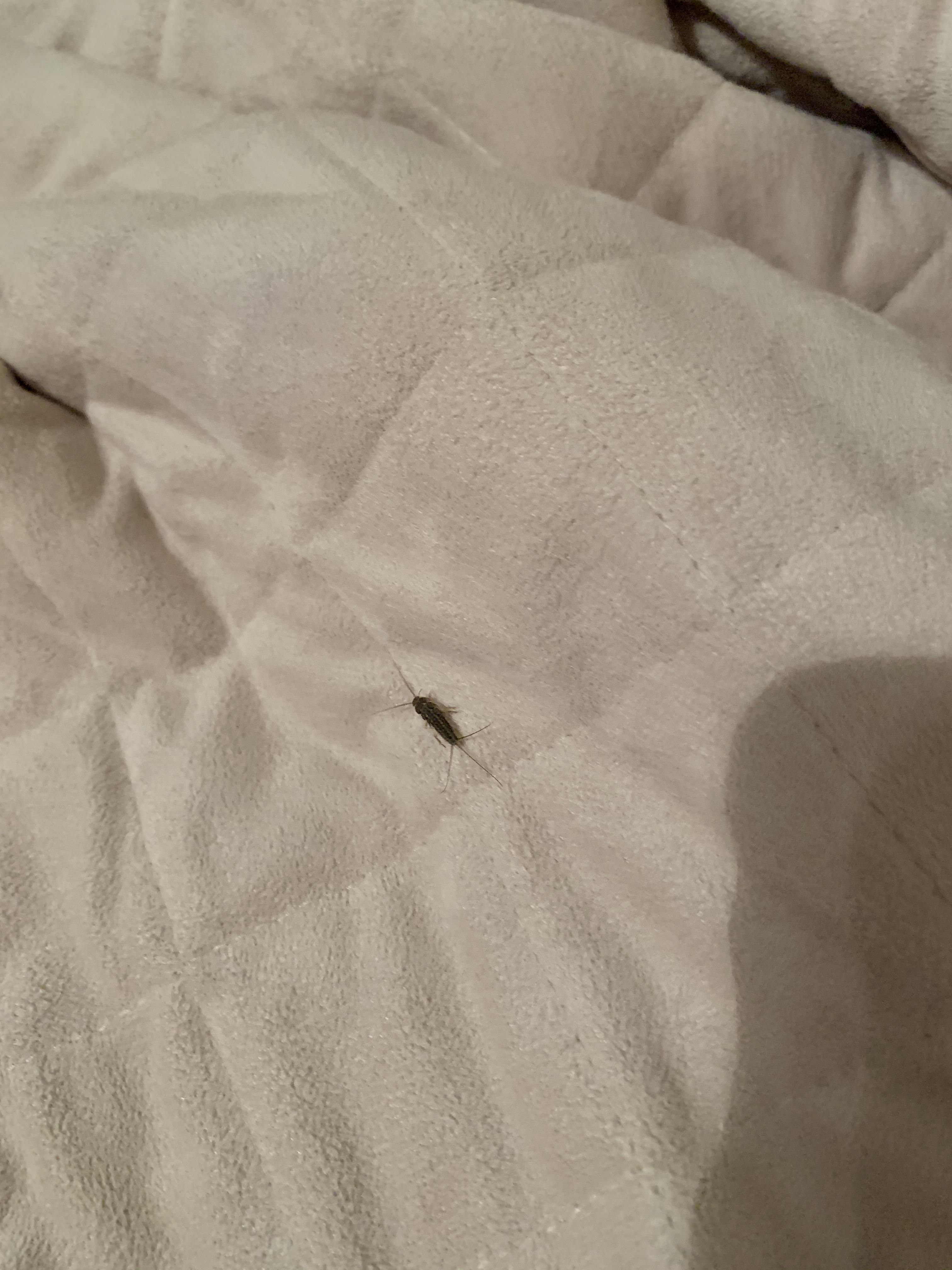 Found in my bed... SOS r/whatsthisbug