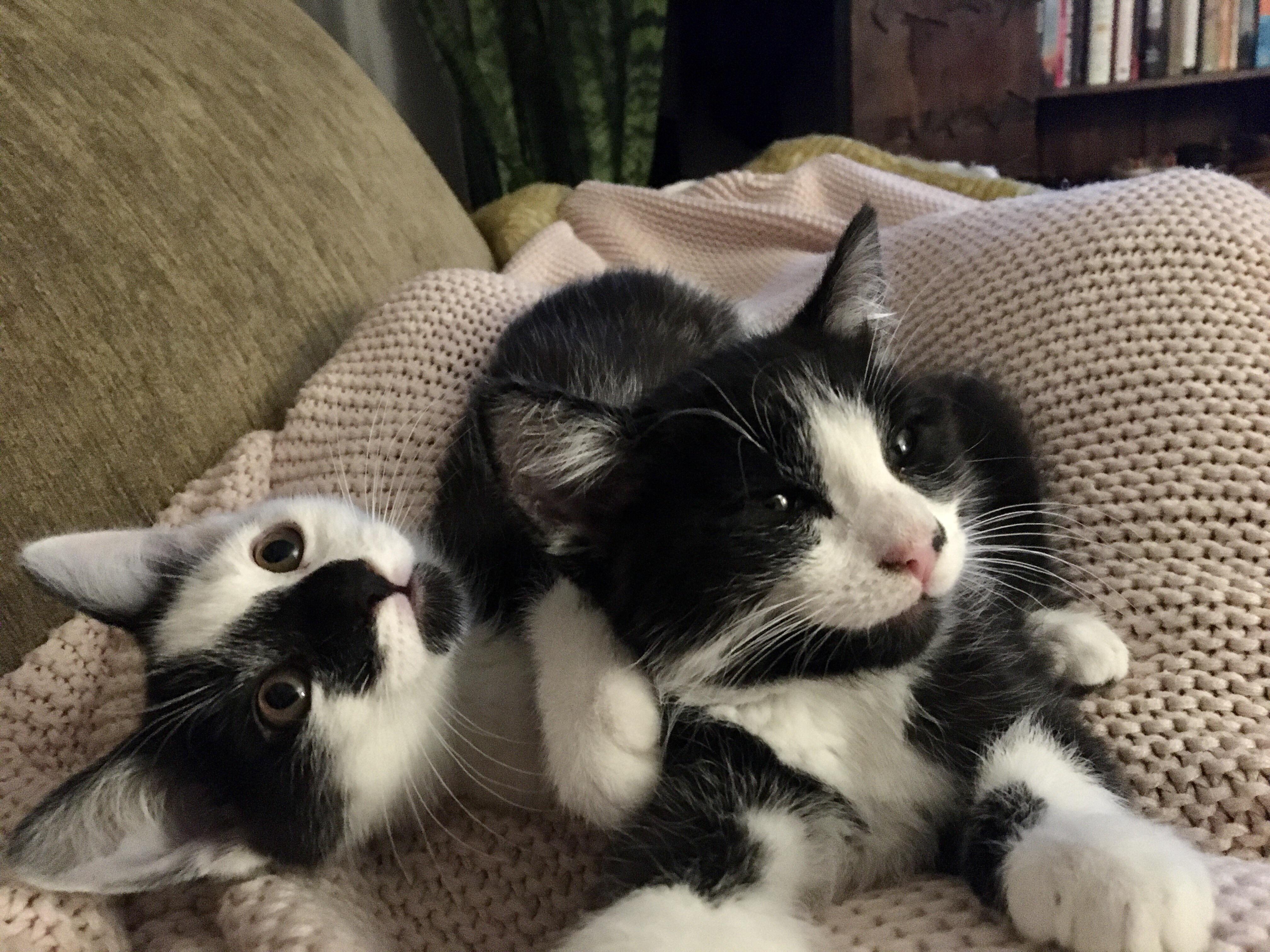 Kittens having diarrhea but are acting normal otherwise? r/kittens