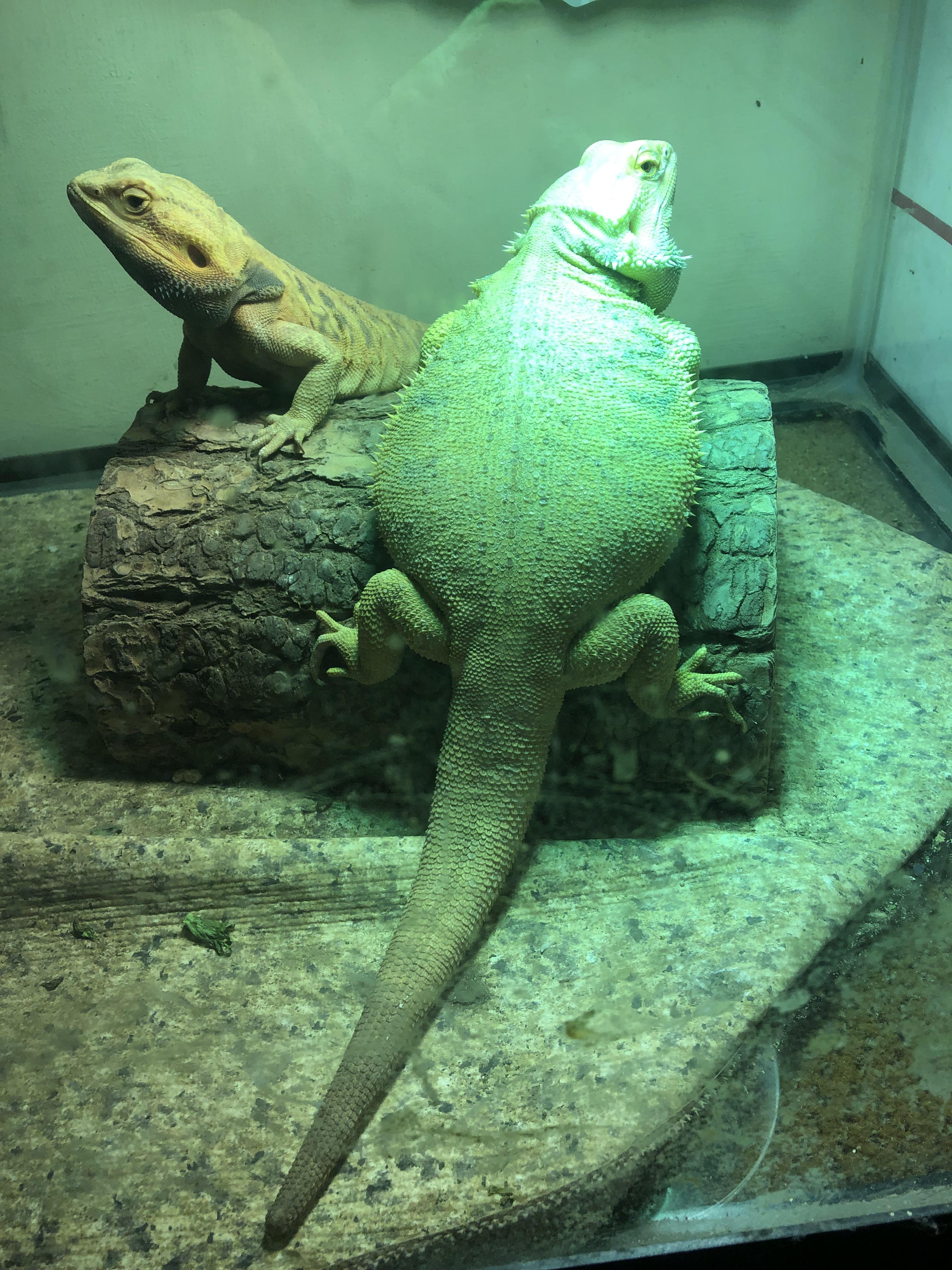 Found This Absolute Unit at the Local Reptile Store Today r/AbsoluteUnits
