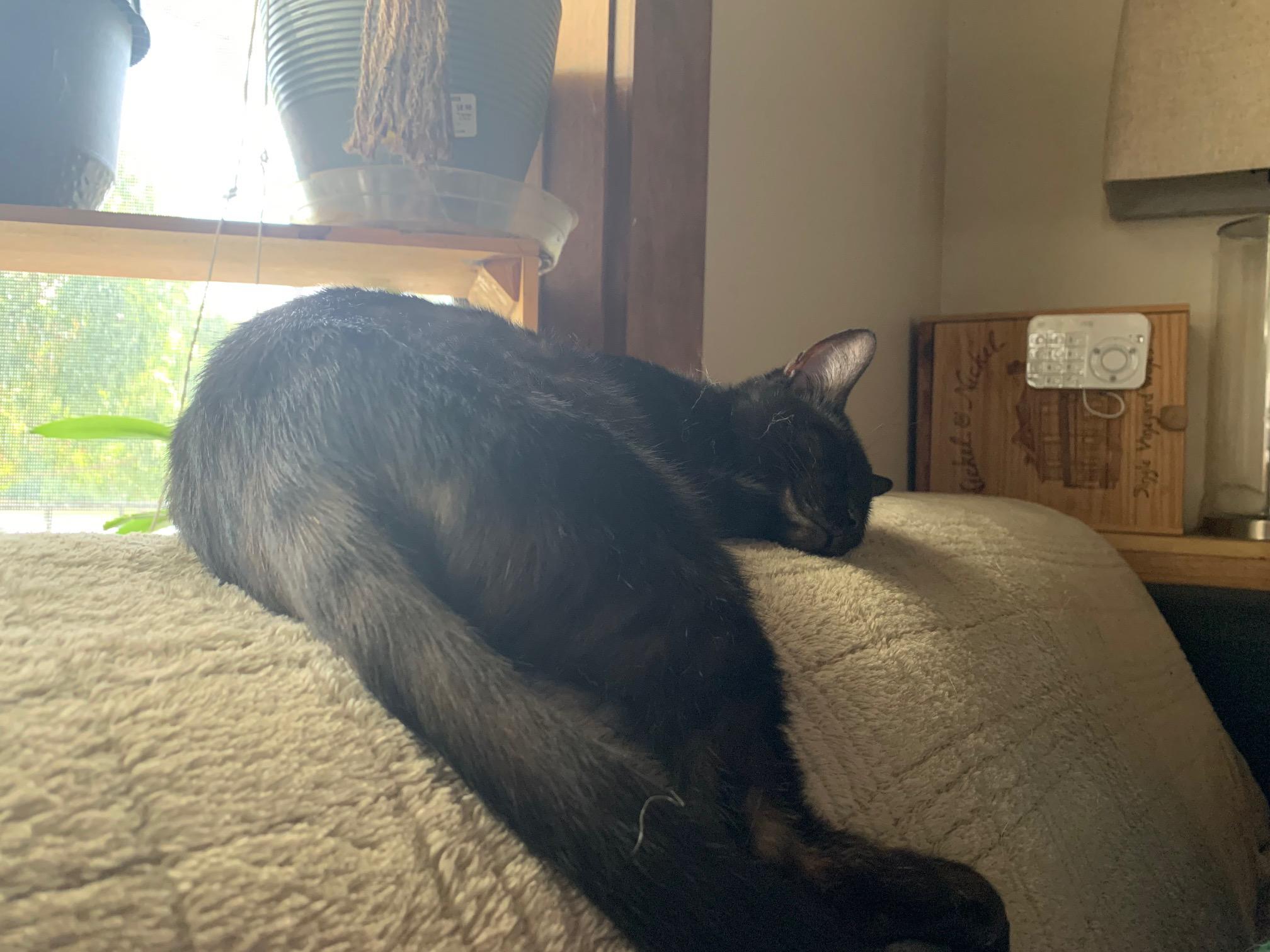 Charlie was rescued from a shelter suffering from kennel cough, cushing