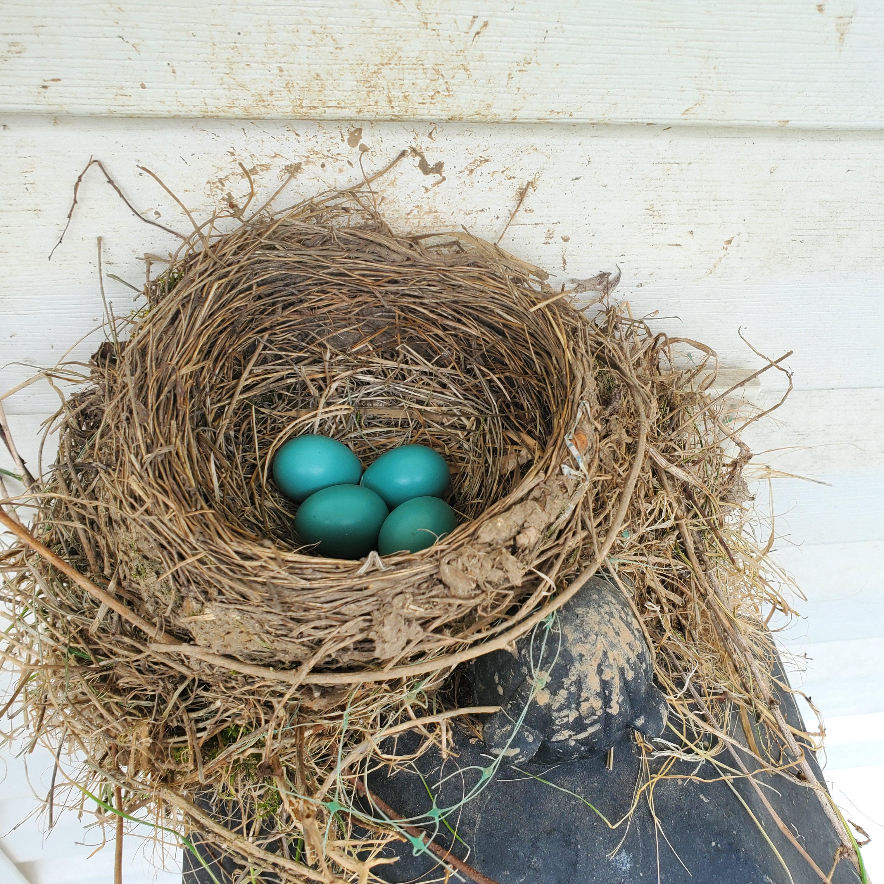 Beautiful robin eggs in a nest on the light by our back door