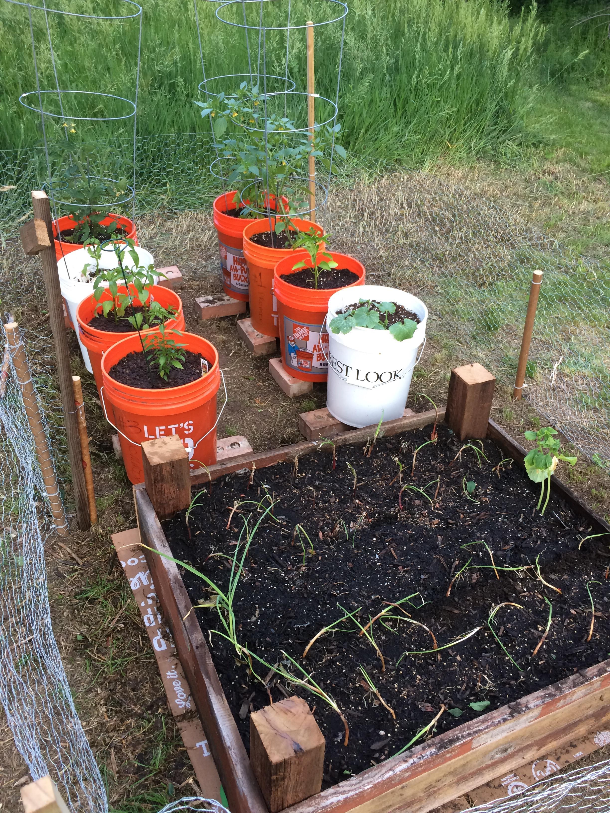 First garden ever! gardening