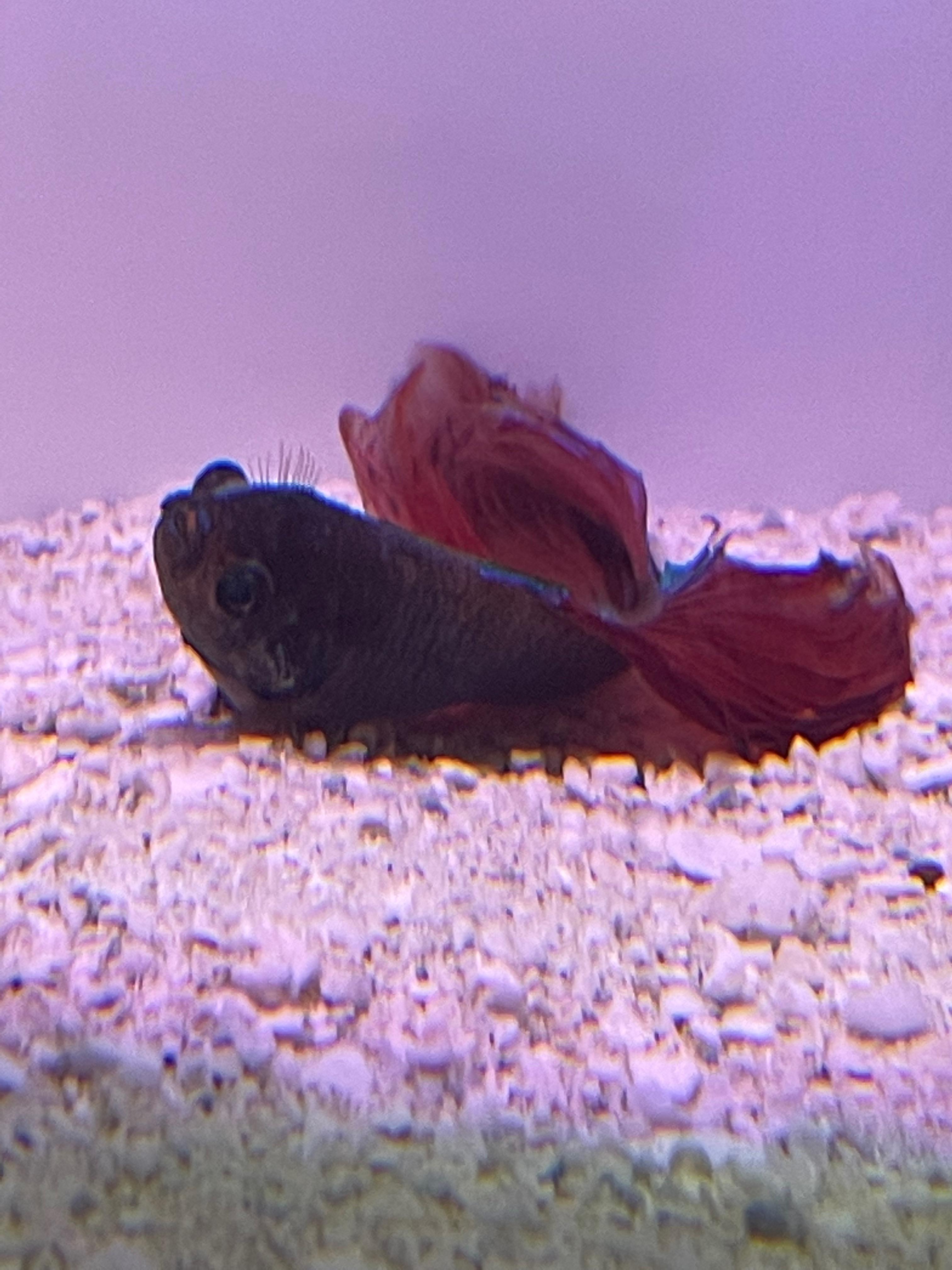 My Betta fish is sick, he been laying at the bottom of his tank for