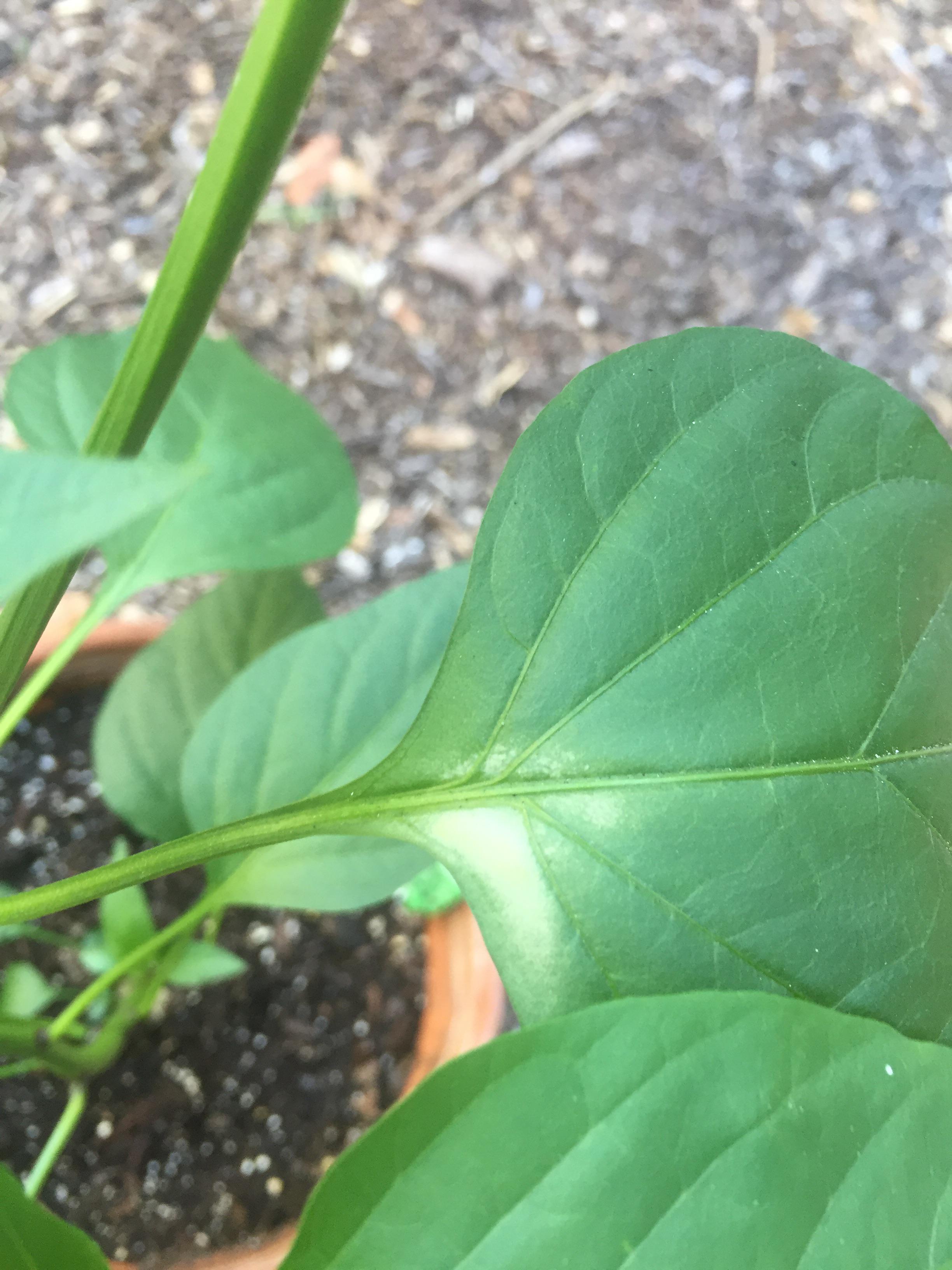 Recently moved planted jalapeño plant outside (zone 9b) as flowers were