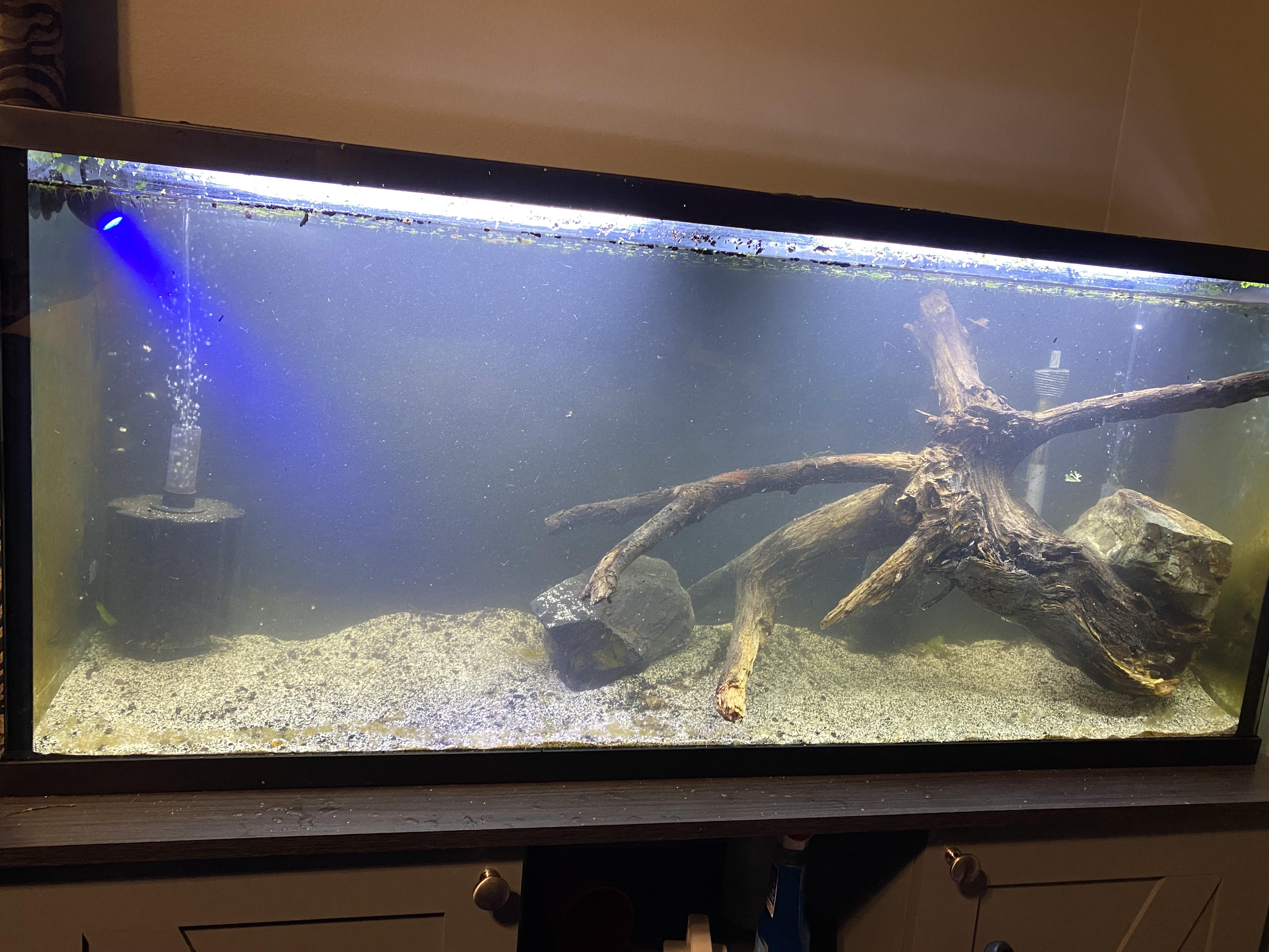 Setting up a brackish leopard puffer tank… any ideas of what I should put on the left side? r