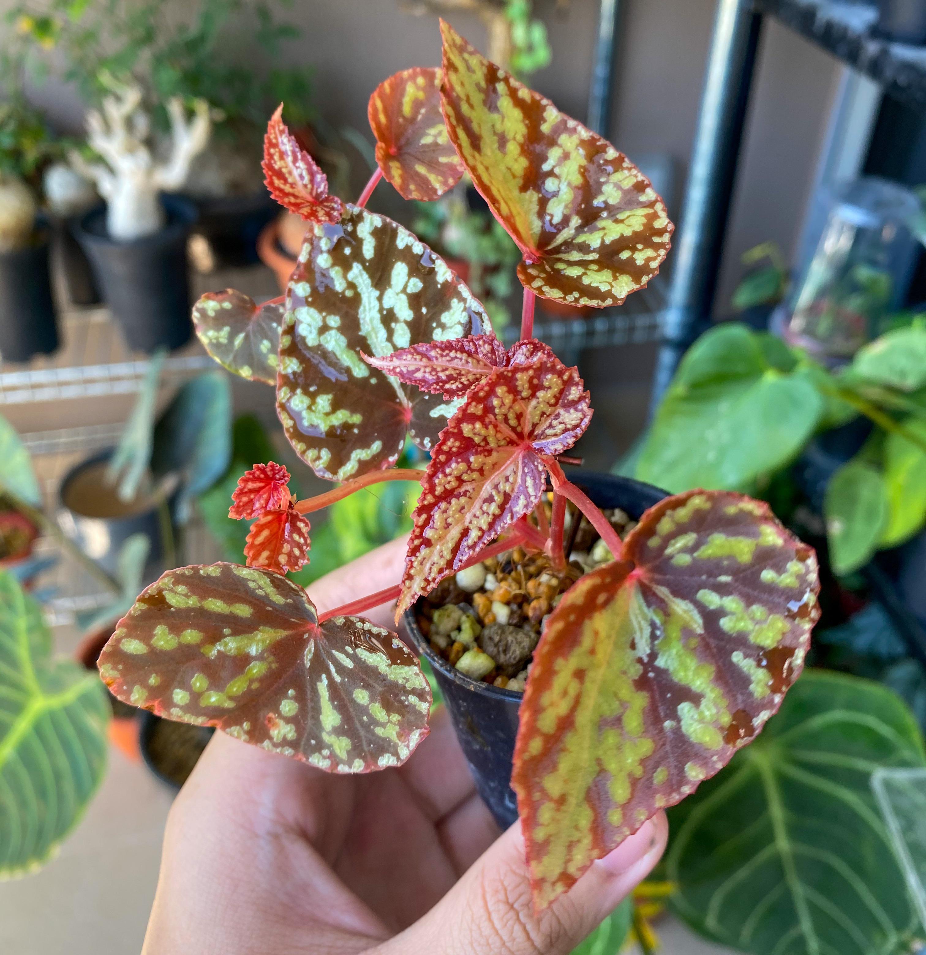My specimen Begonia variabilis Malaysian form. Great colours and easy