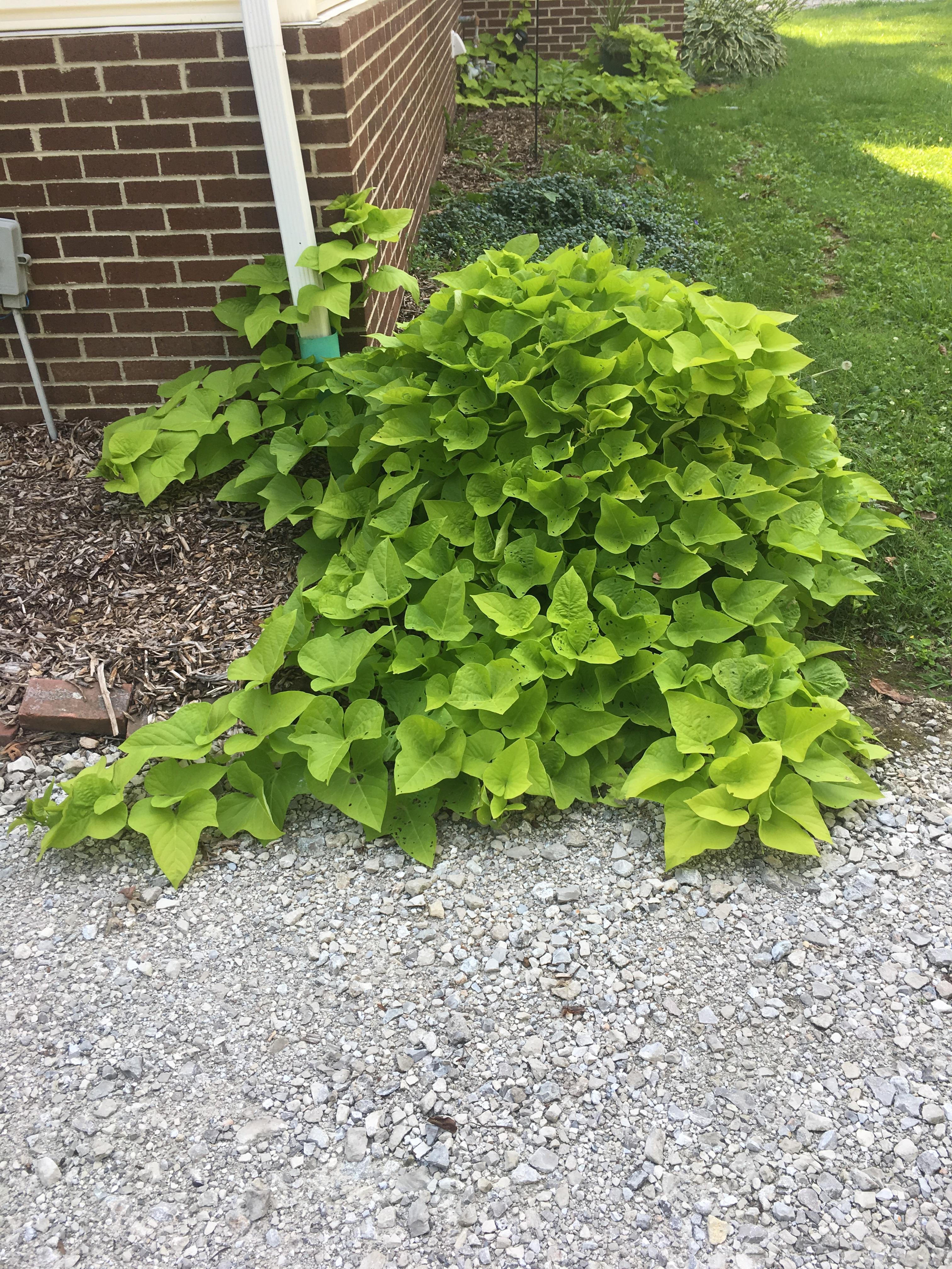 My sweet potato vines have gone crazy! r/gardening