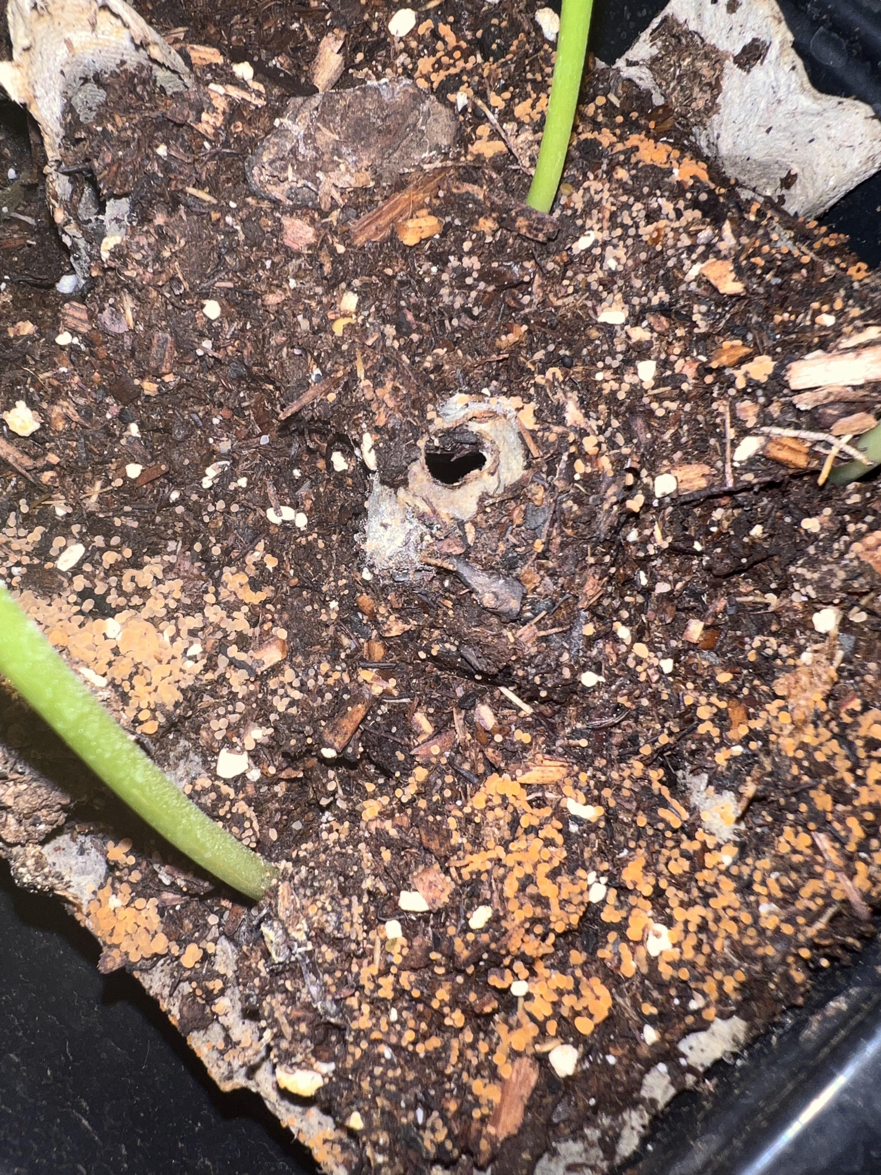 What are these orange balls growing on my soil? r/gardening