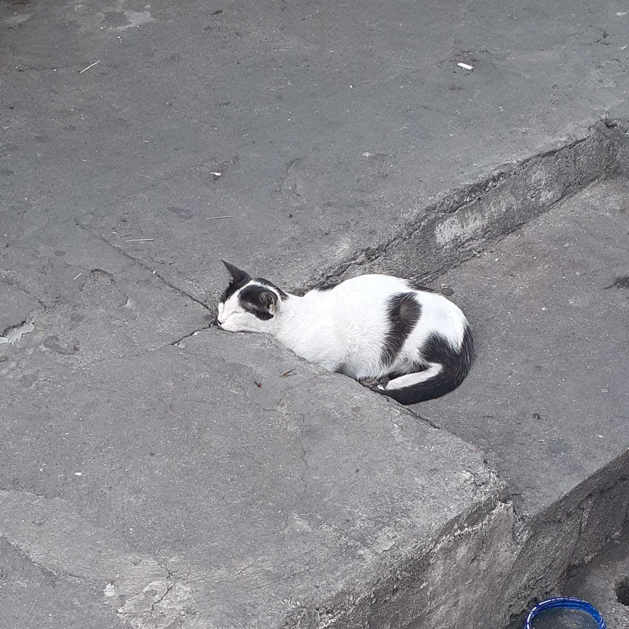 "I'll just take a nap right here." aww