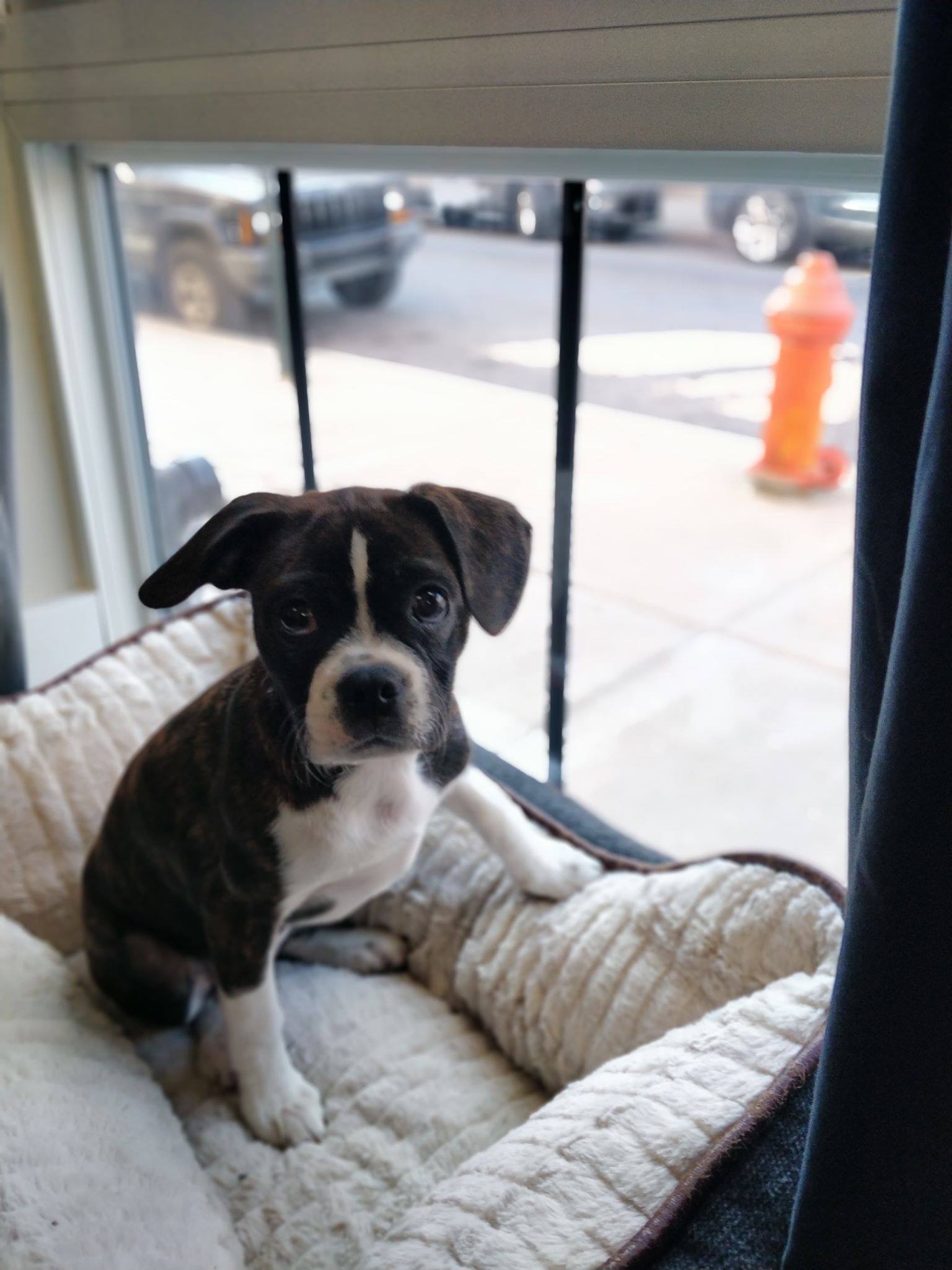 Boston Terrier / Cavalier King Charles mix Margot 3