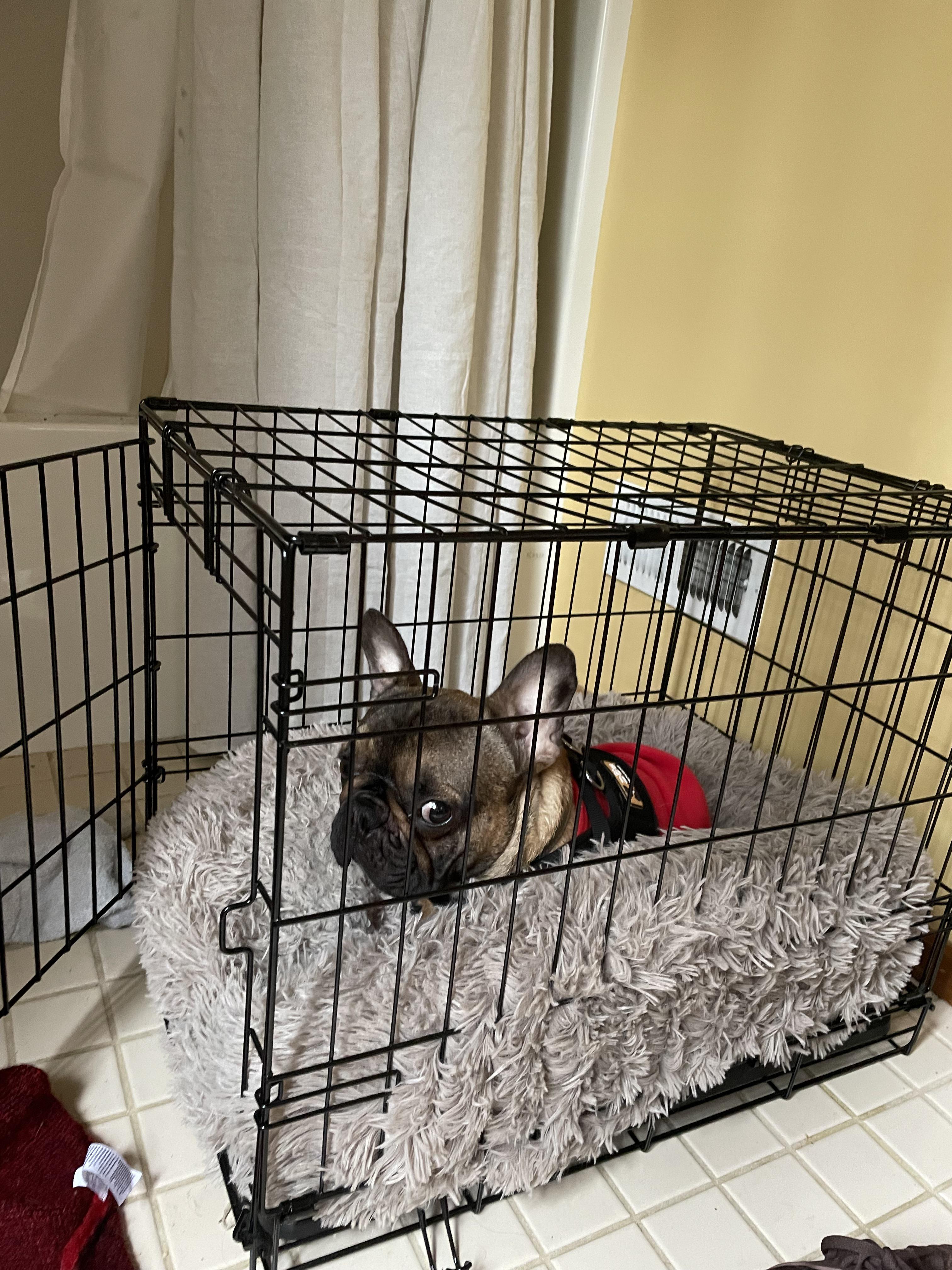 He hates the crate but loves the bed so it is a very hard decision for