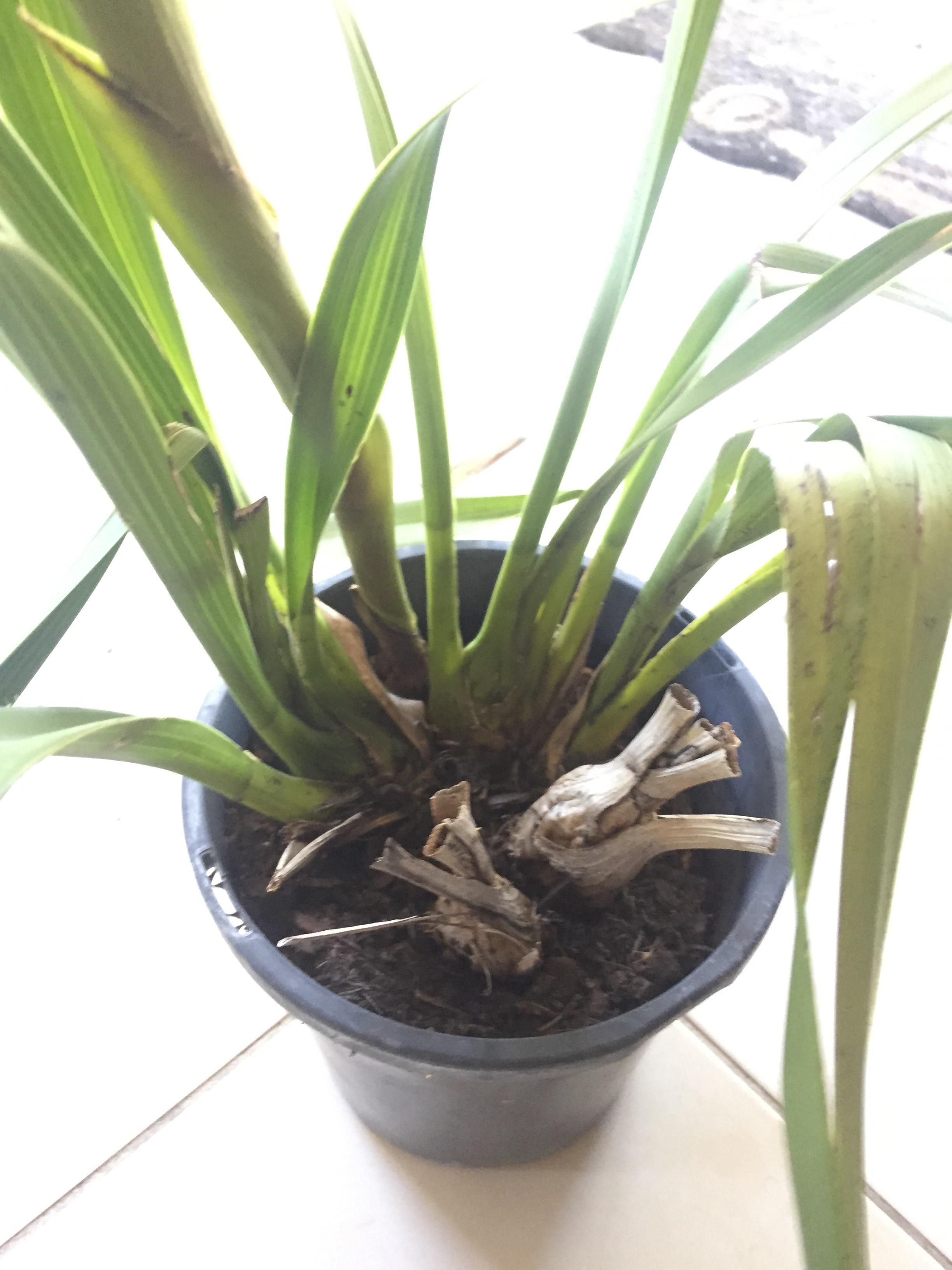 All the flowers have been burnt on this orchid, should I cut the spike