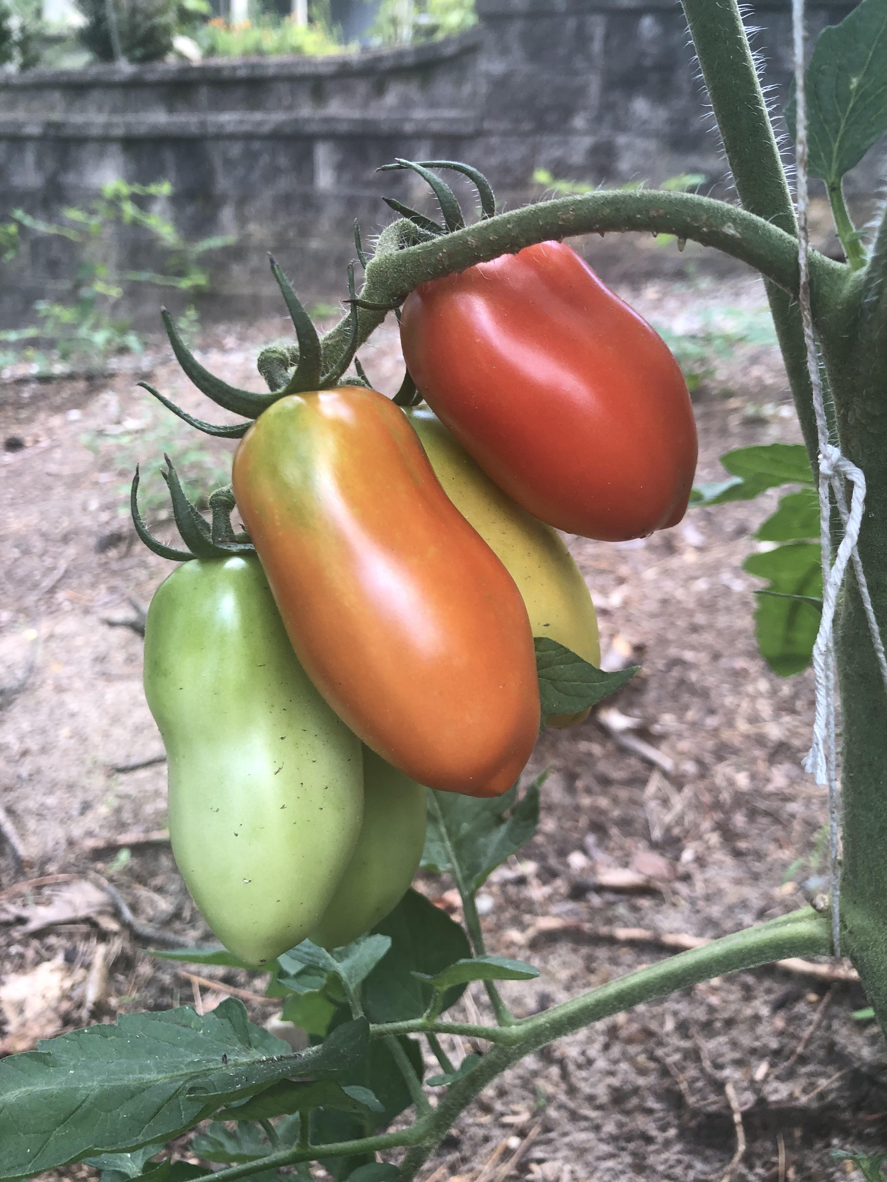 First time growing tomatoes (San marzanos), do I pick only the red or