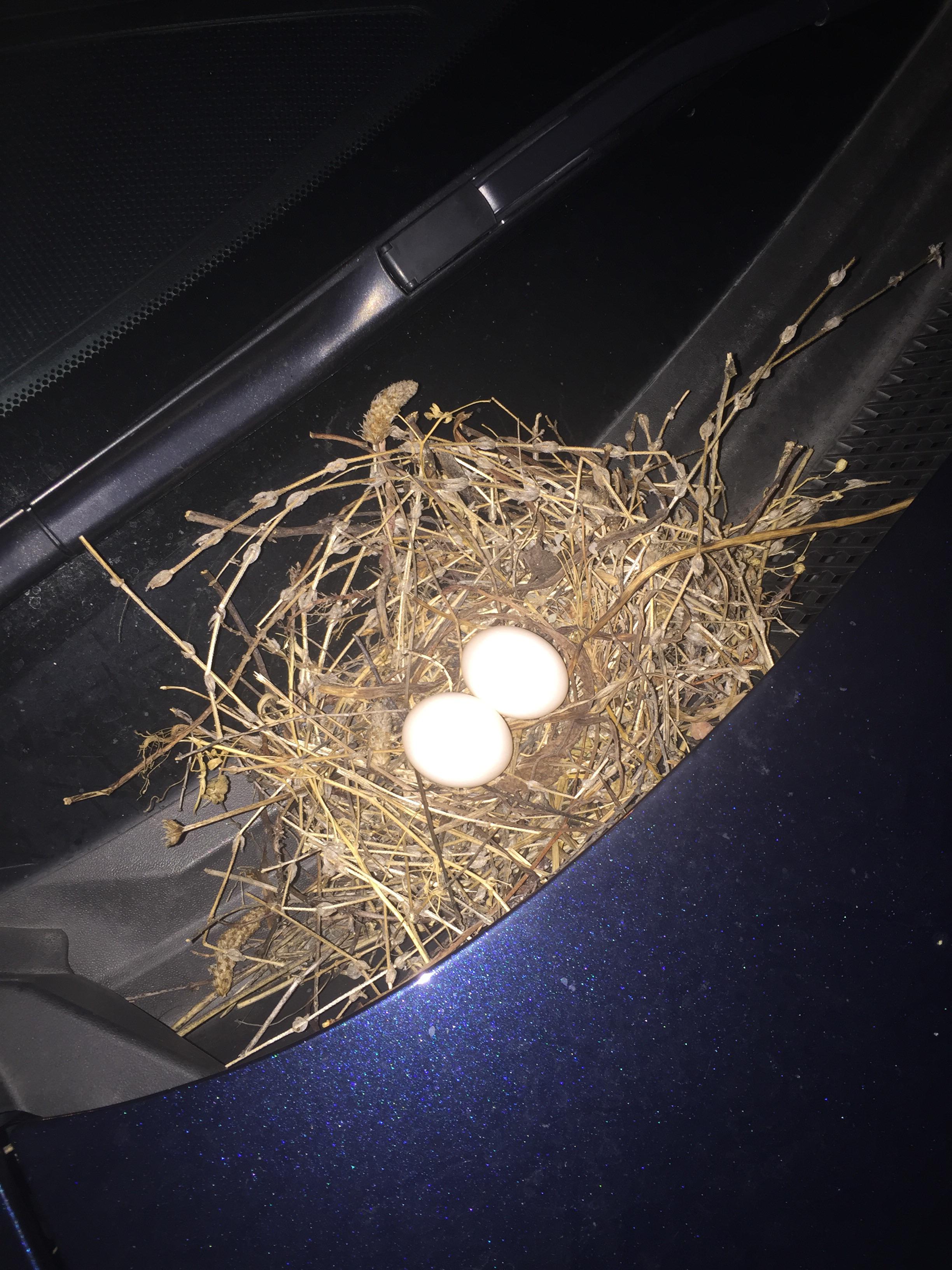 What are these eggs that were left on my car while I was out of town