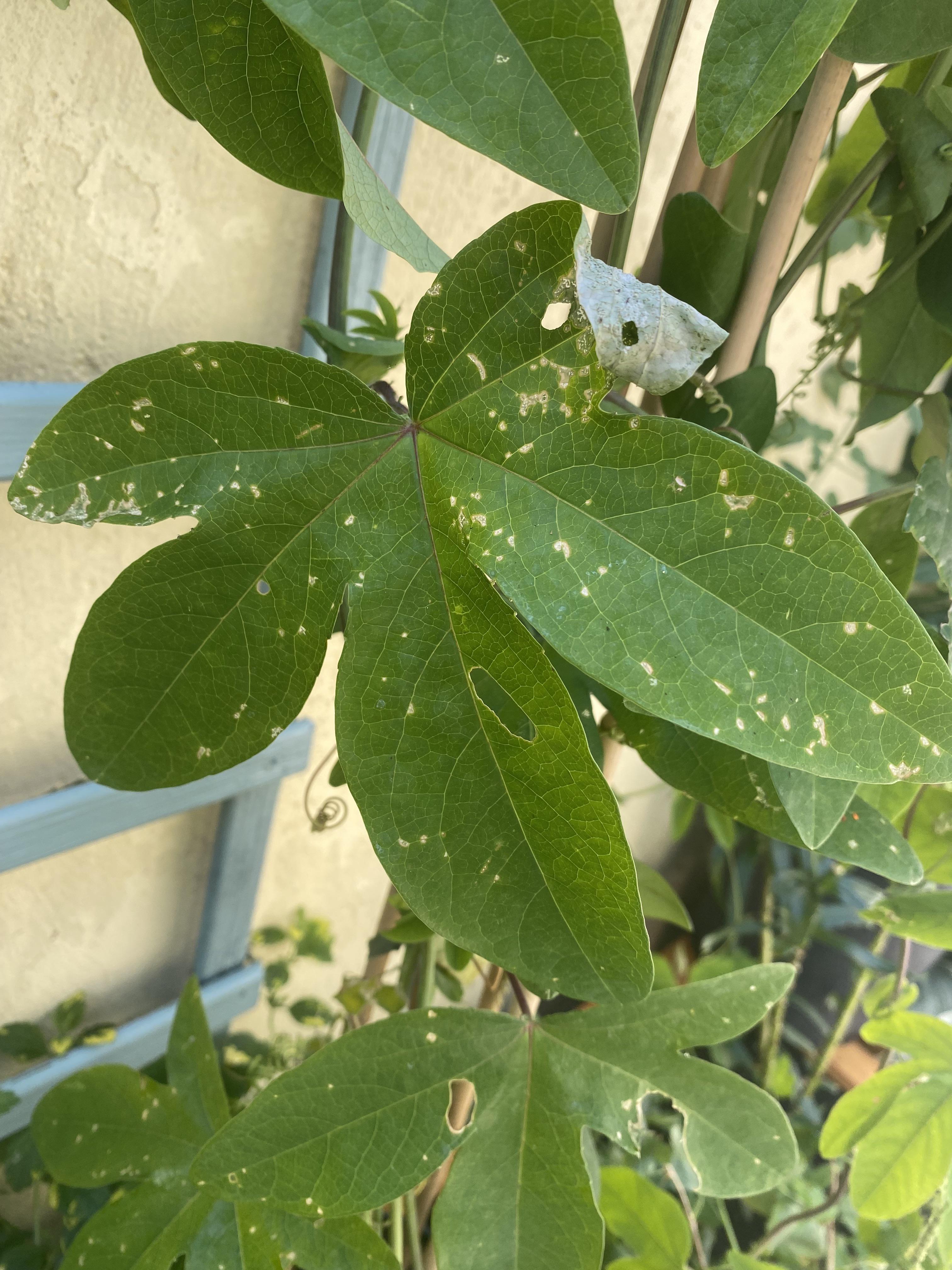 What’s wrong with my Passion flower plant? r/plantclinic