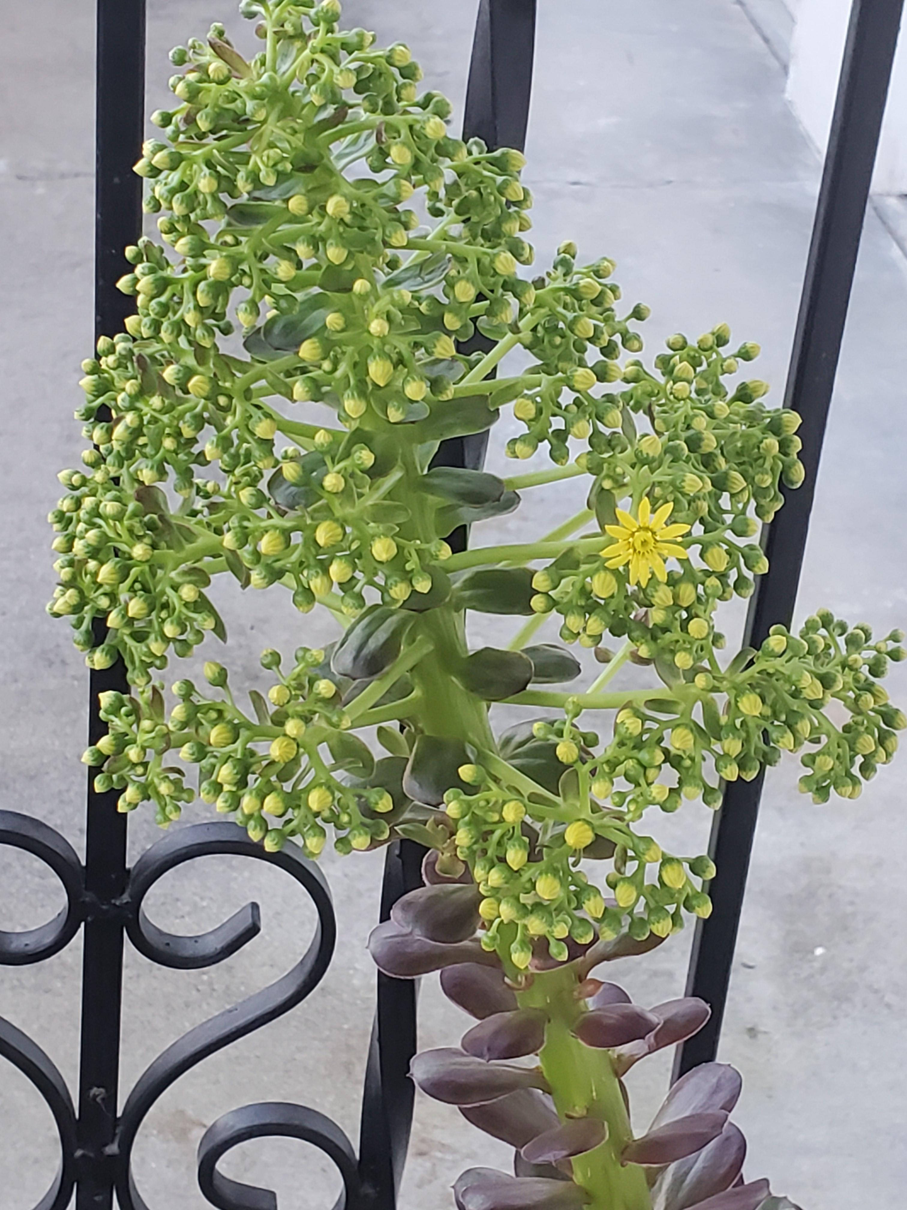 And the first flower made their appearance! So cute. r/succulents