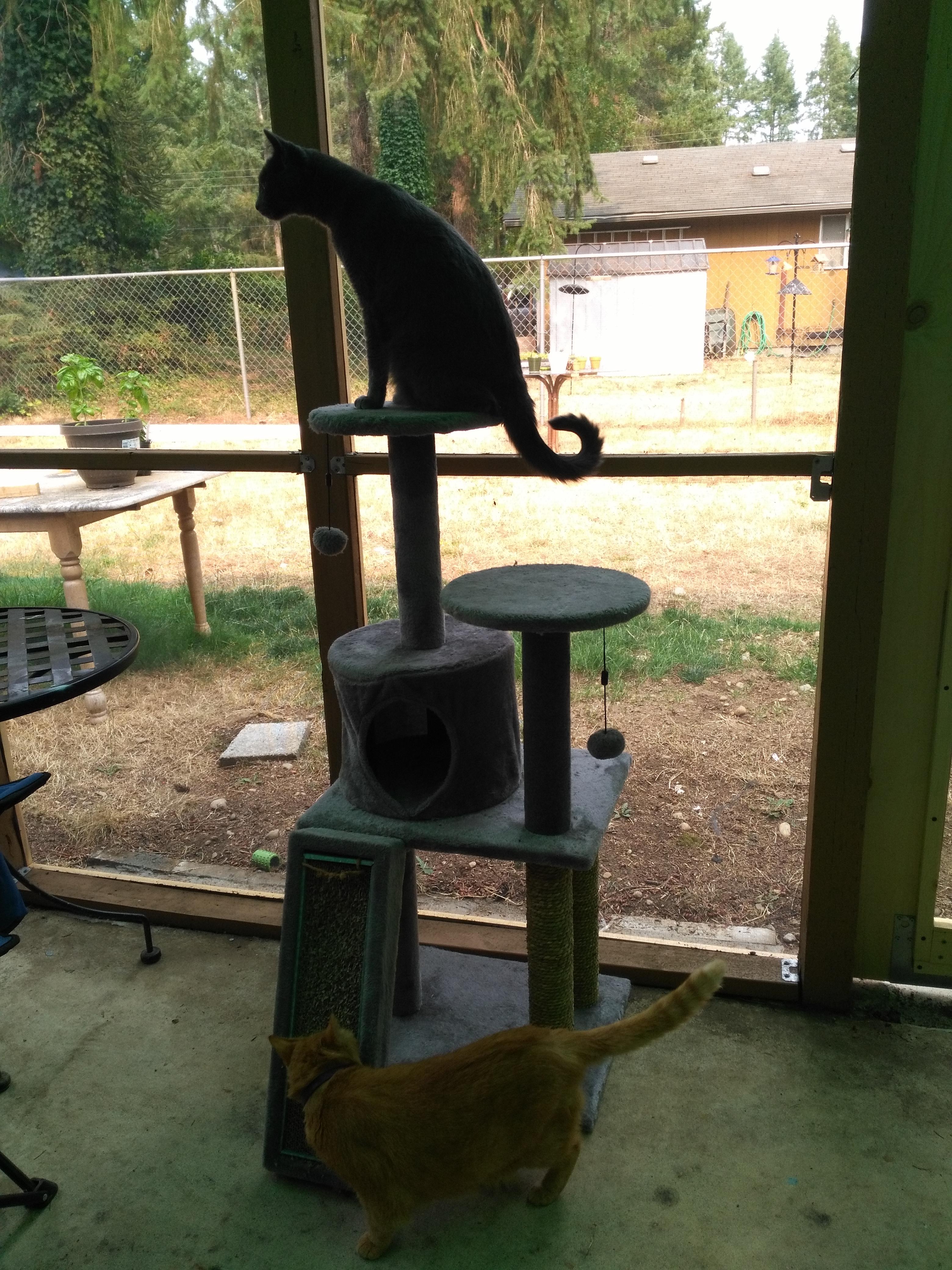 Built a screened in porch for my cats so they can enjoy being outside