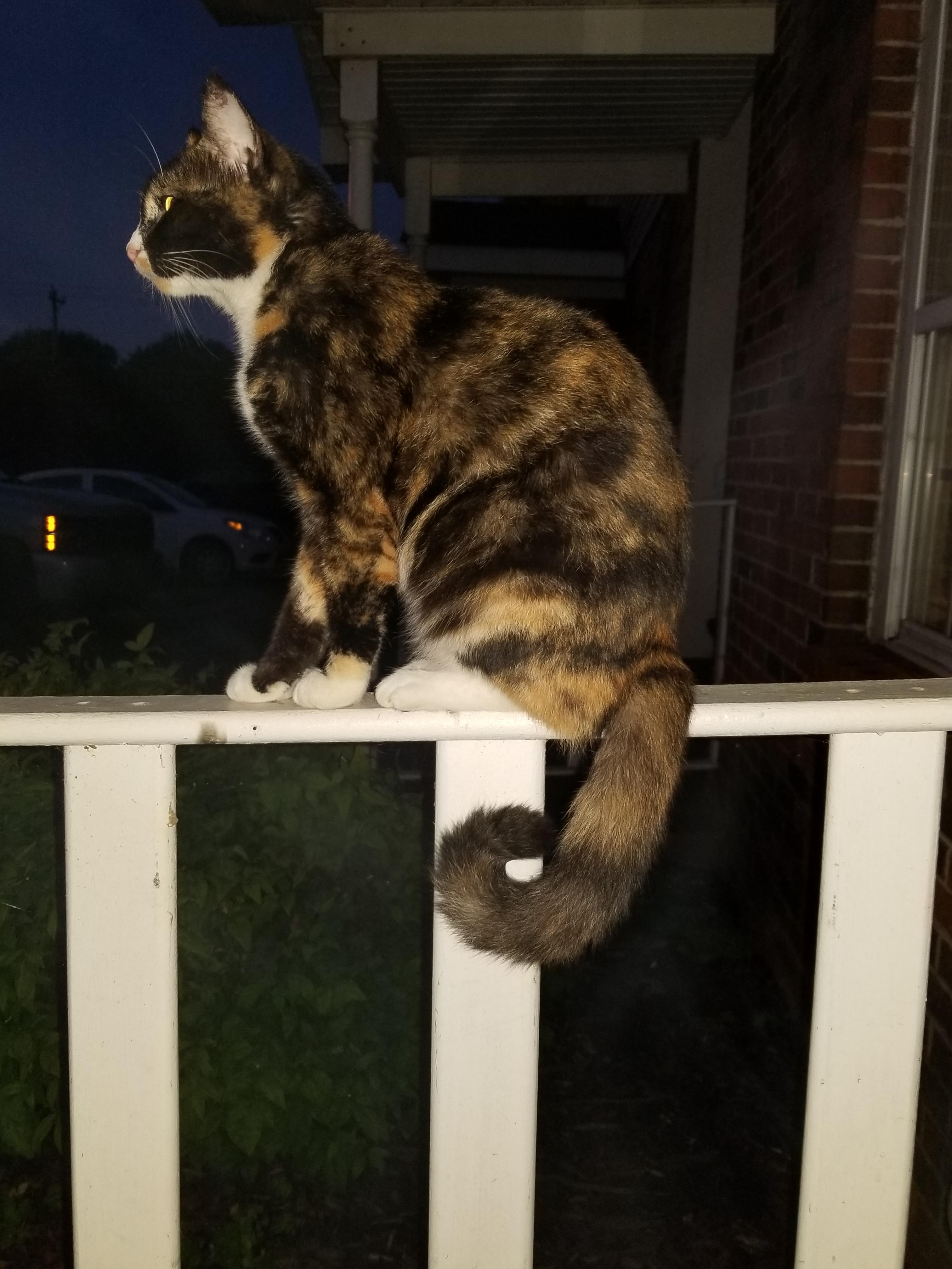 Why is my cat making a tail loop? Tail language inquiry here r/cats