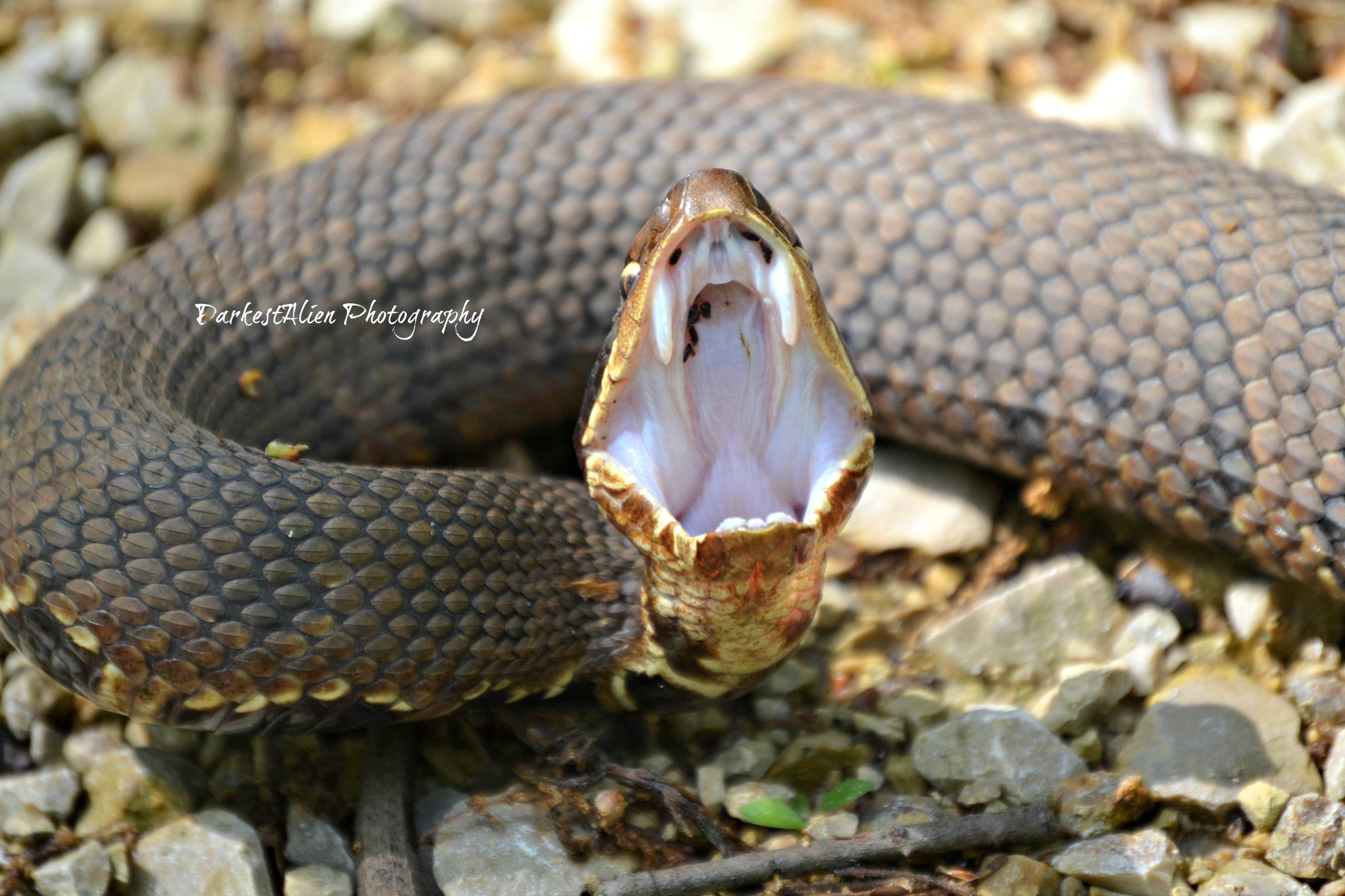 Cottonmouth, Southeast Missouri r/nope