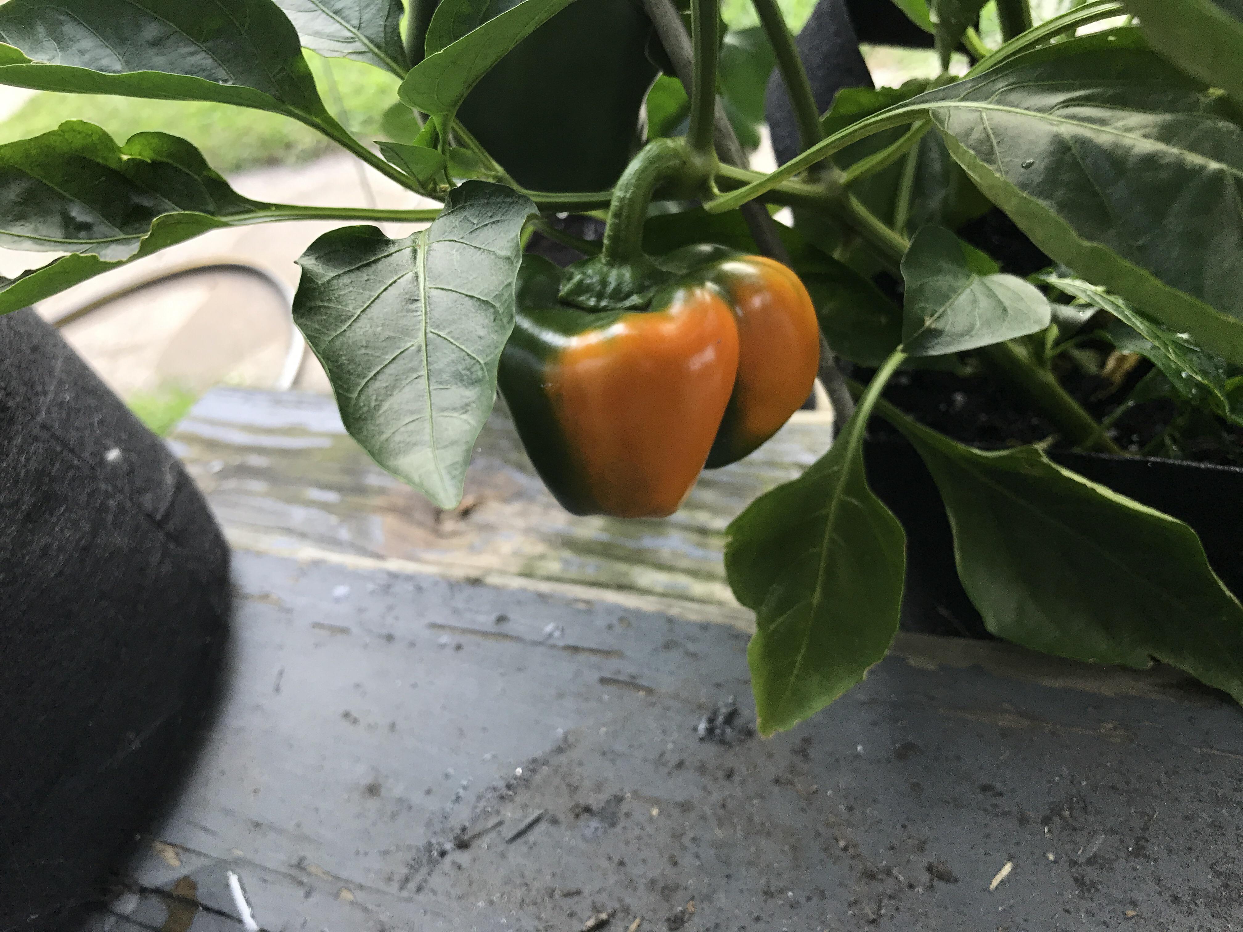 So I bought a cherry bomb pepper plant and it’s started to grow these