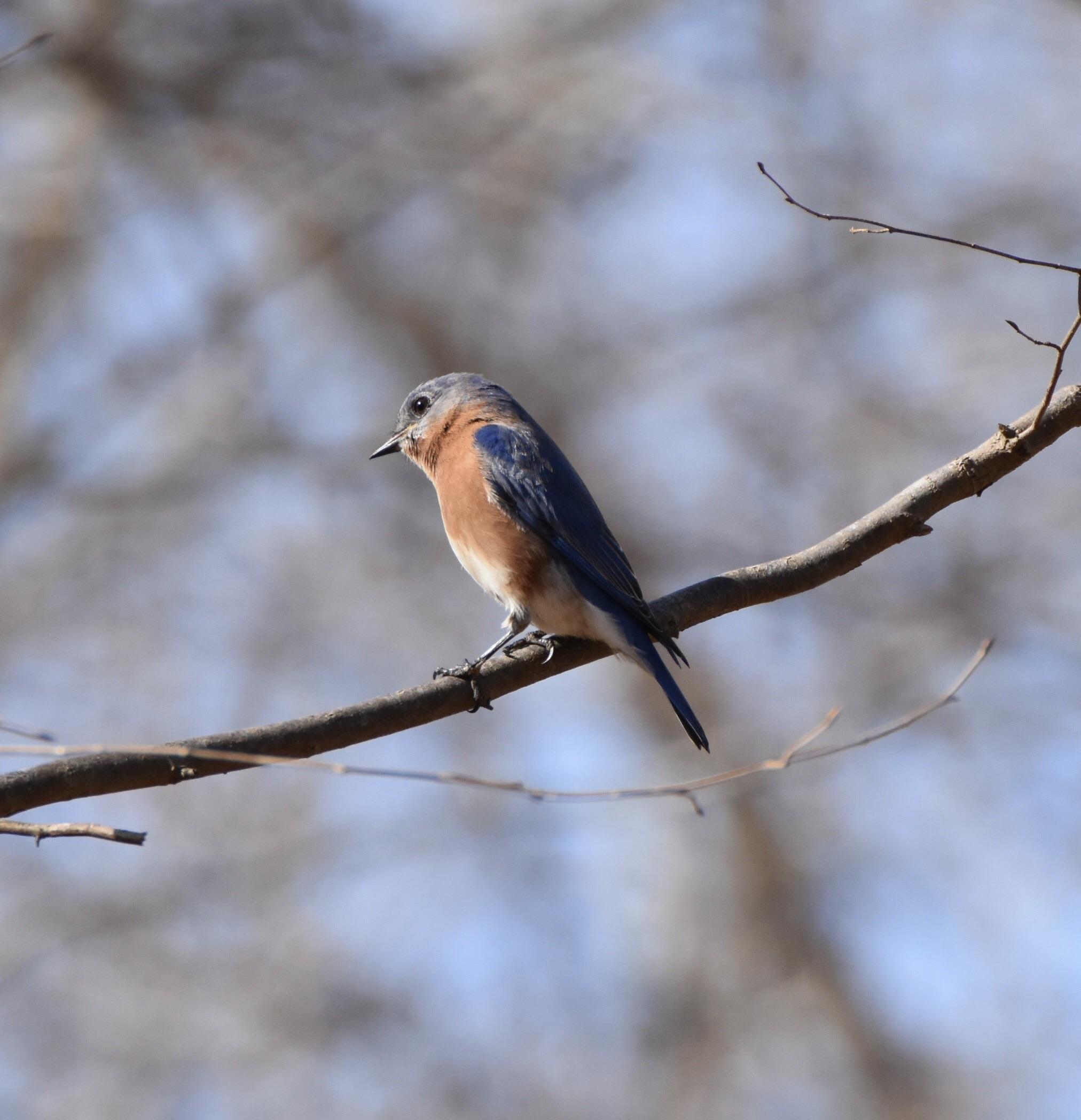 Eastern Blue Bird in NC r/birdwatching
