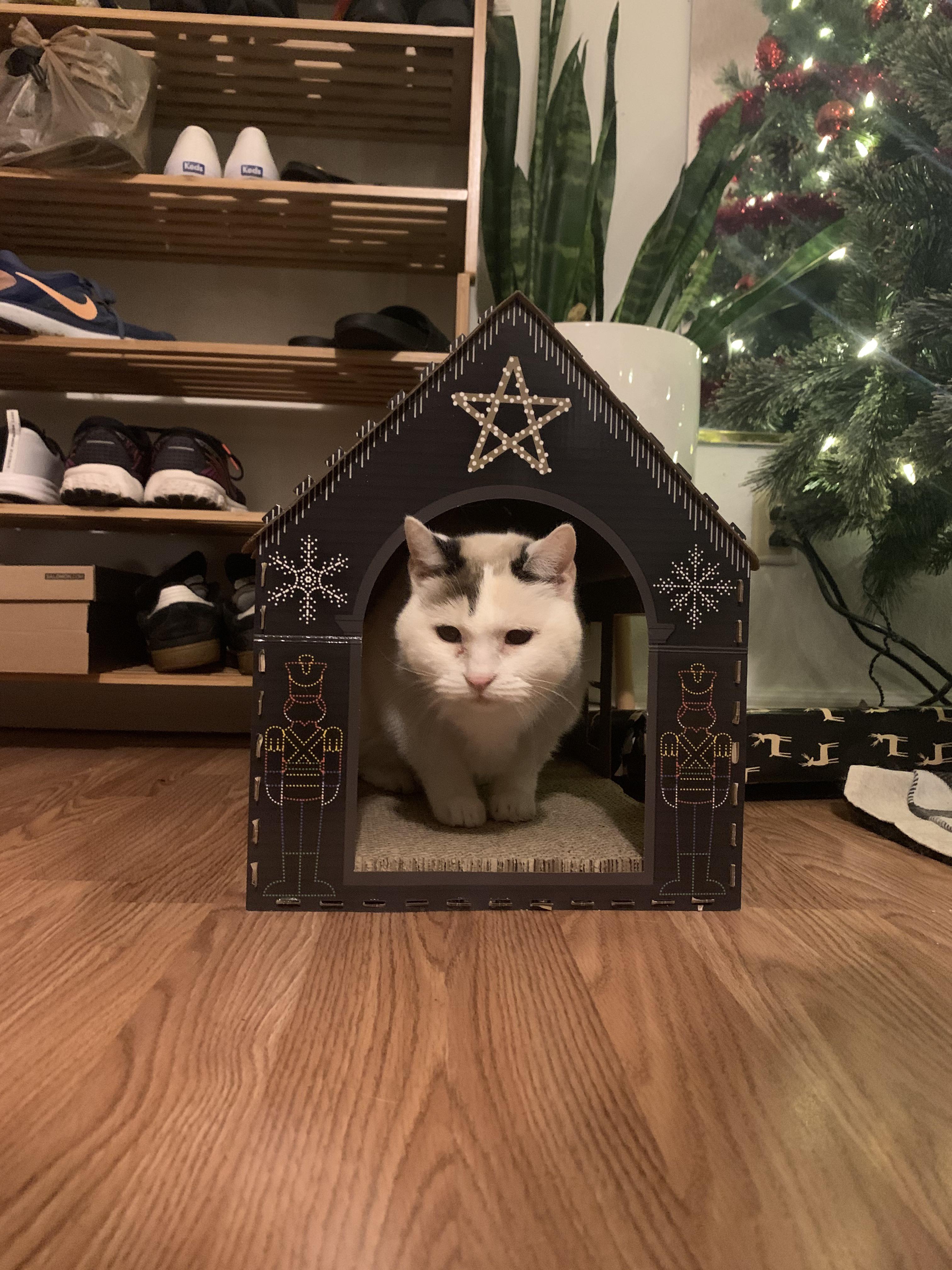 Christmas Cat house success! I stopped into Aldi right before they