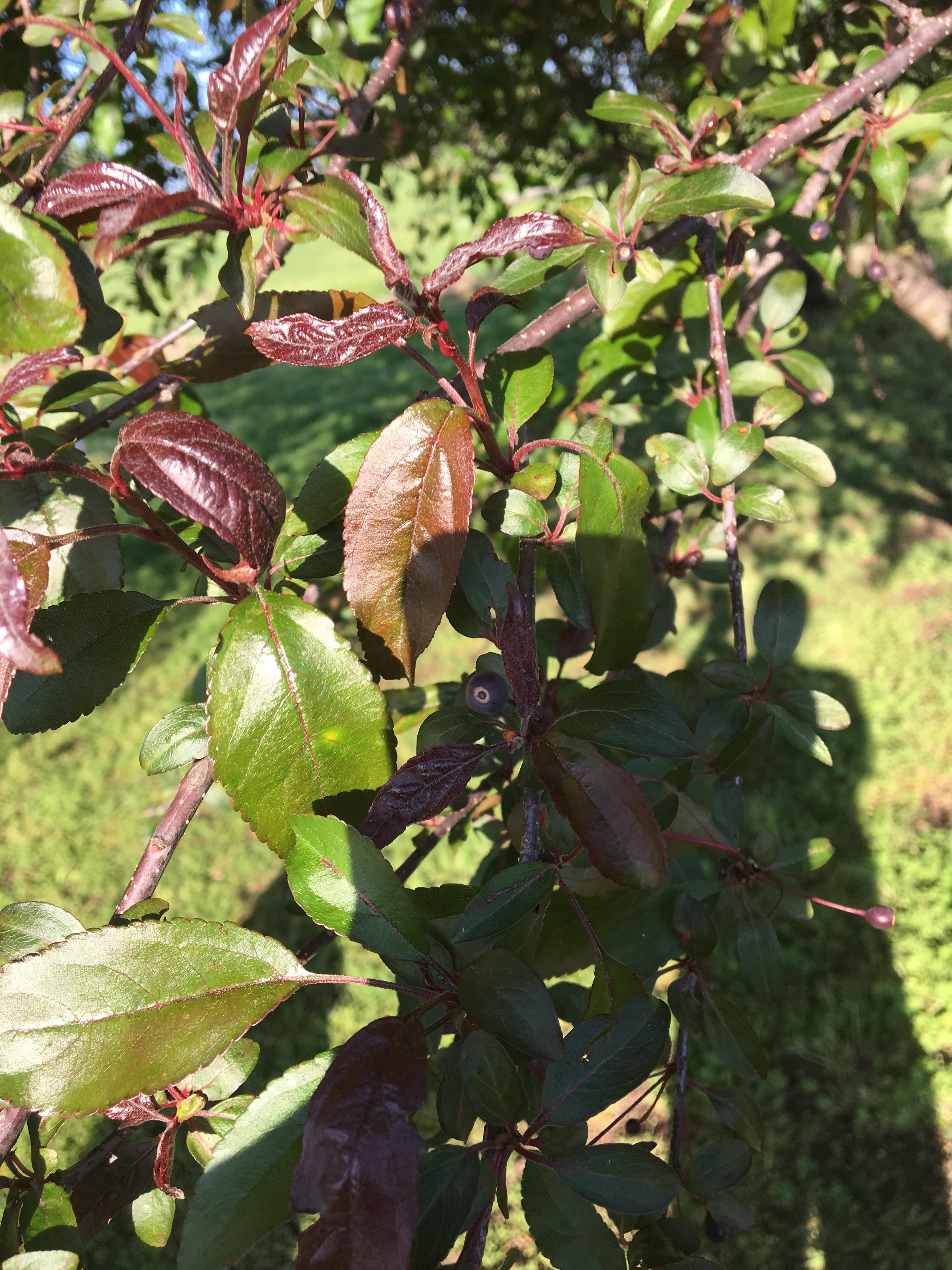 Southeast Kansas, tree in back yard of place I just bought. What is it