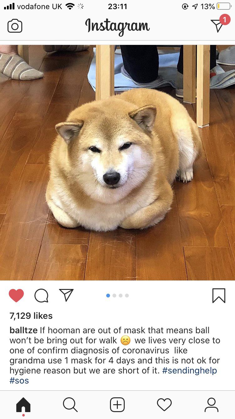 Cheems (real name Balltze) needs our help! Please go on Balltzeâ€™s IG to