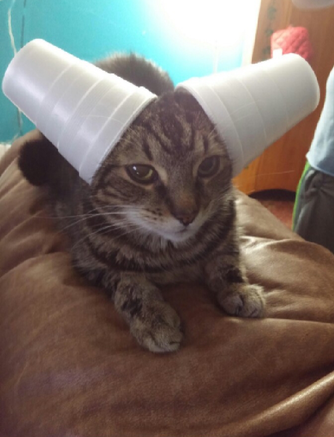 My cat loves me. I can see it in his adoring eyes r/aww