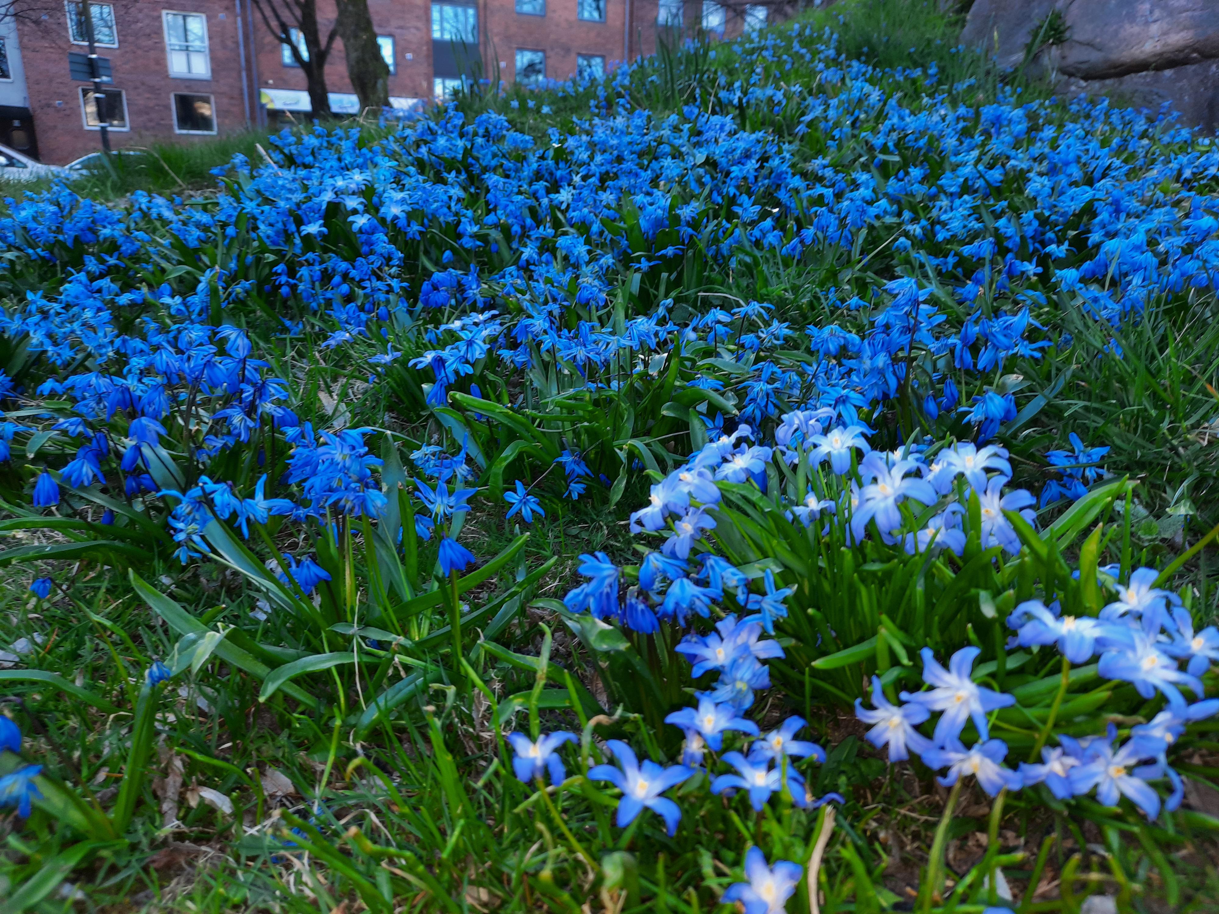 Vad heter dän här blomjäveln? r/sweden