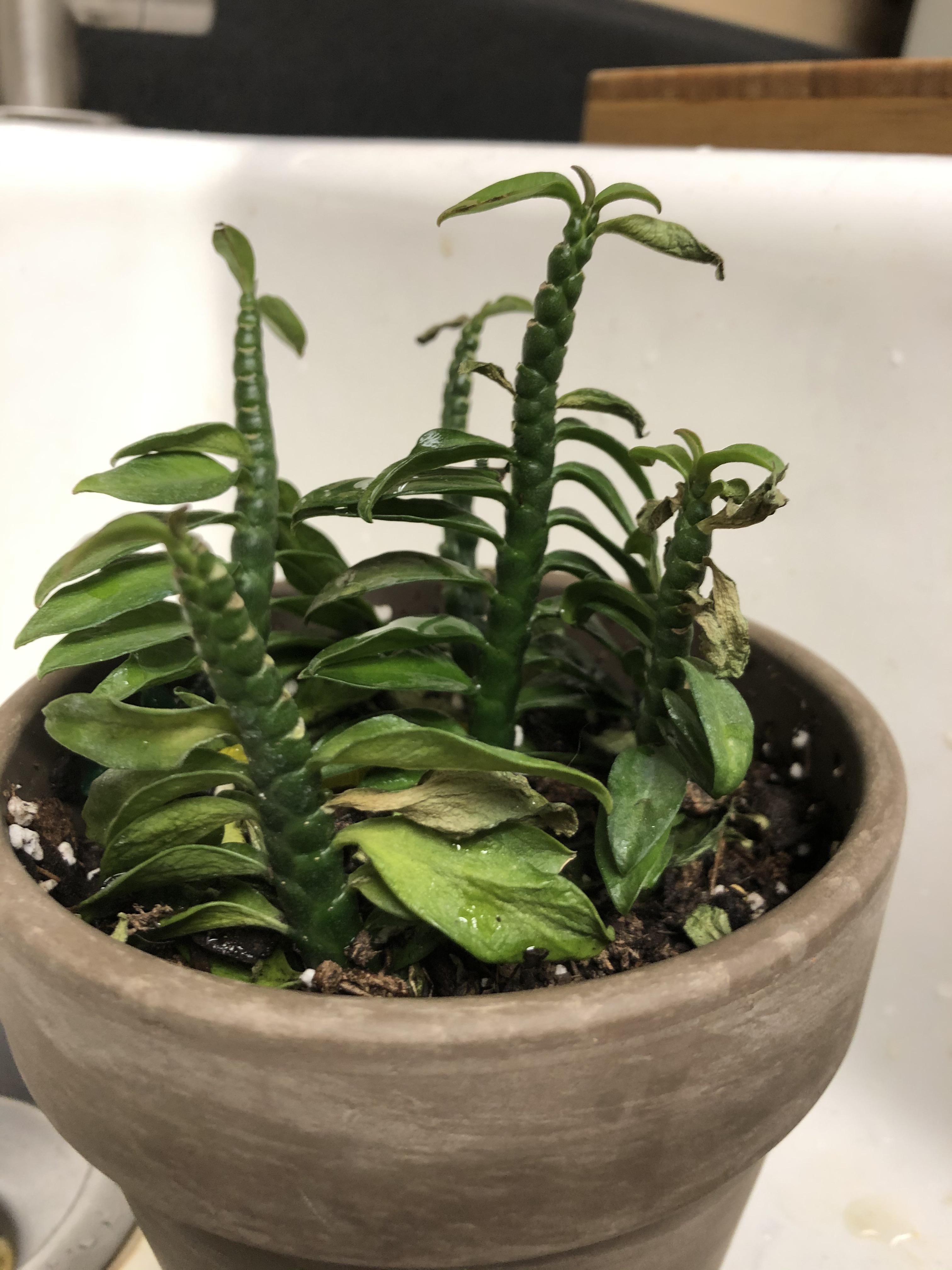 Help! Devil’s Backbone wilting after repotting! Bought it