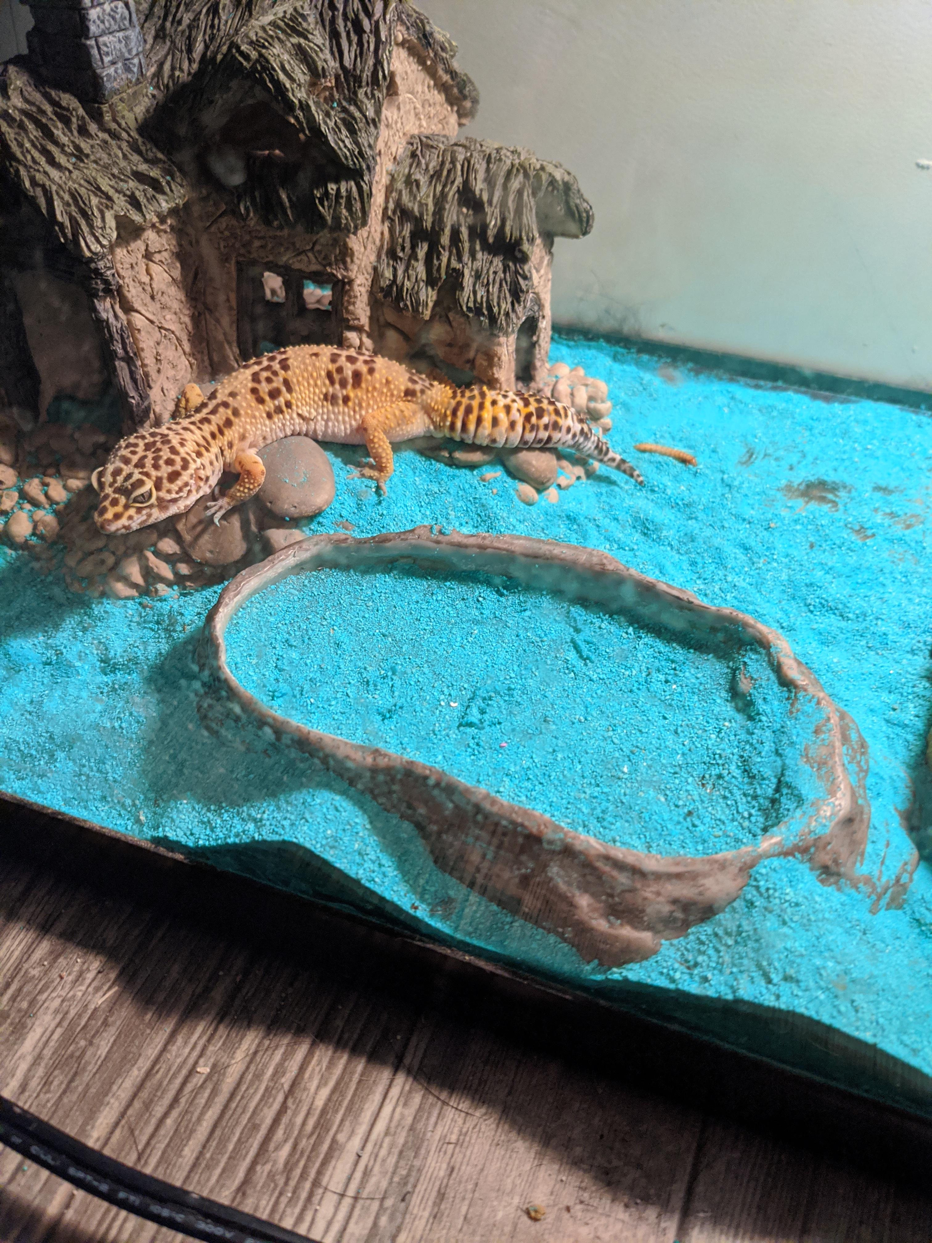 My gecko keeps doing this to the water bowl r/LeopardGecko