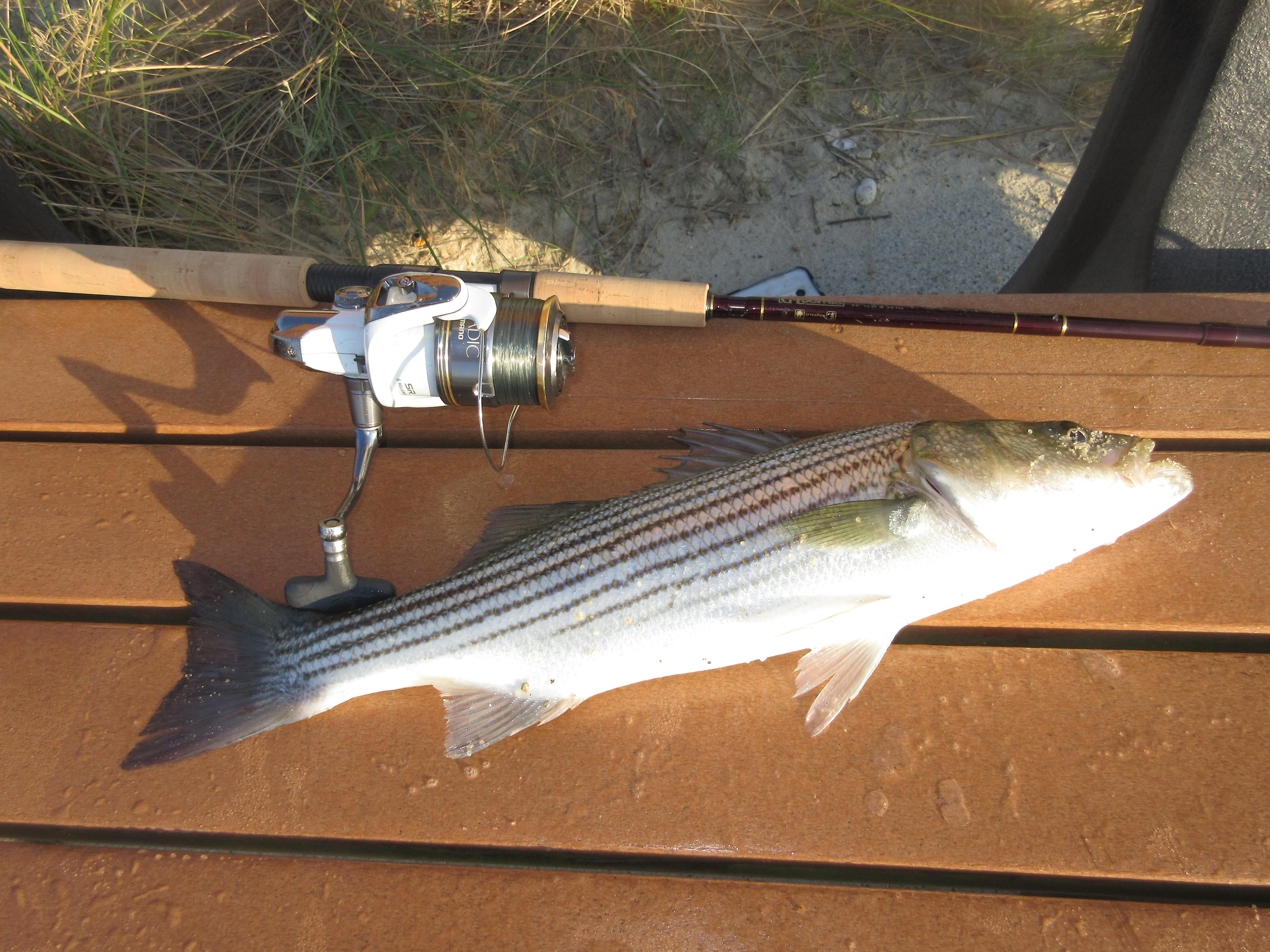 Cape Cod Striper off the beach. A bucket list fish for me now crossed