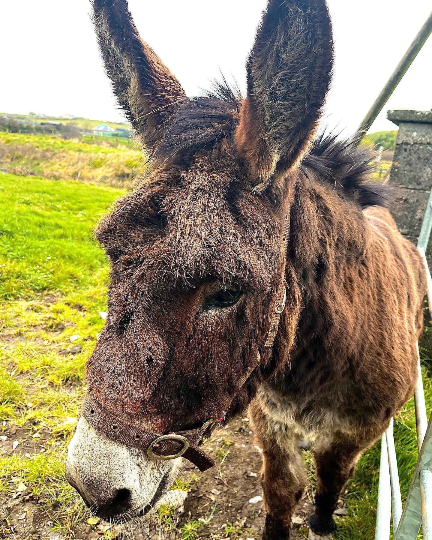 Met a donkey in Ireland r/pics