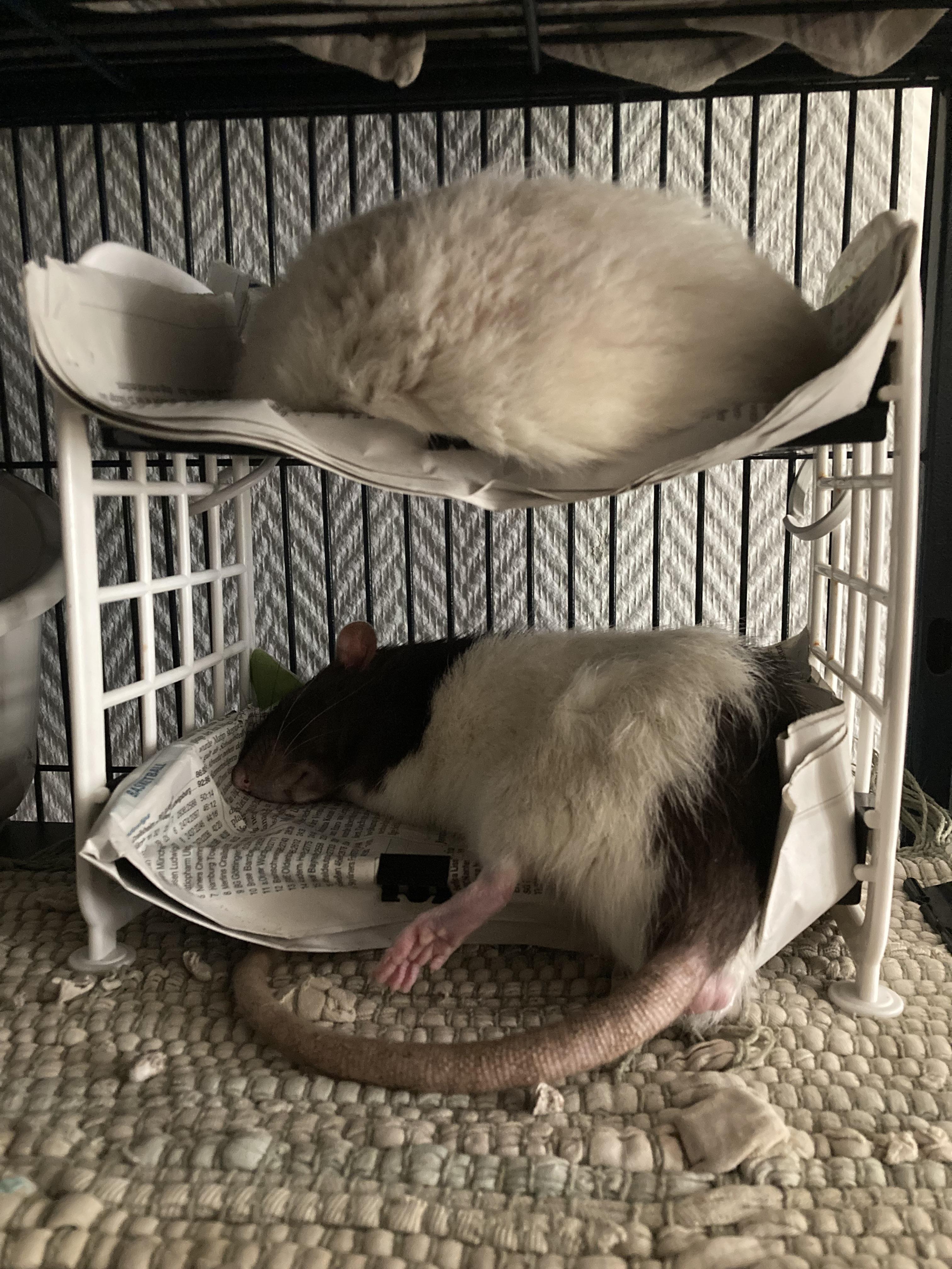 Two inmates sharing a bunk bed 😂 r/RATS